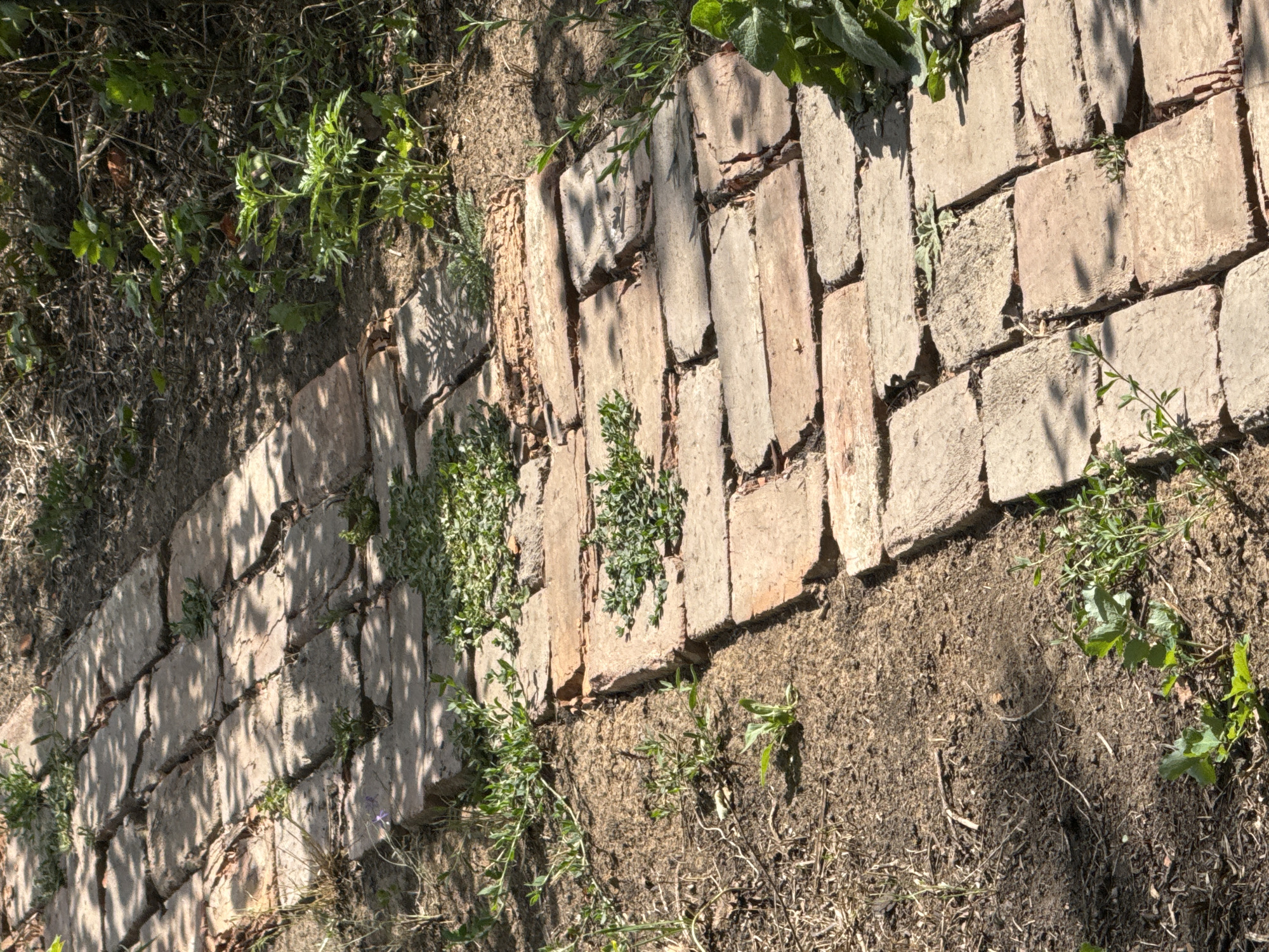 The image shows a brick pathway in a garden setting, likely in the city of Plysove, Ukraine. The bricks are weathered and uneven, with small weeds growing in the gaps between them and along the edges of the path. The ground surrounding the path is dirt and dry leaves, with patches of green vegetation and some shadows cast by overhead trees or foliage. The scene appears to be outdoors and during daylight hours. There are no people or animals visible in the image. The overall impression is one of a slightly unkempt, natural garden path.