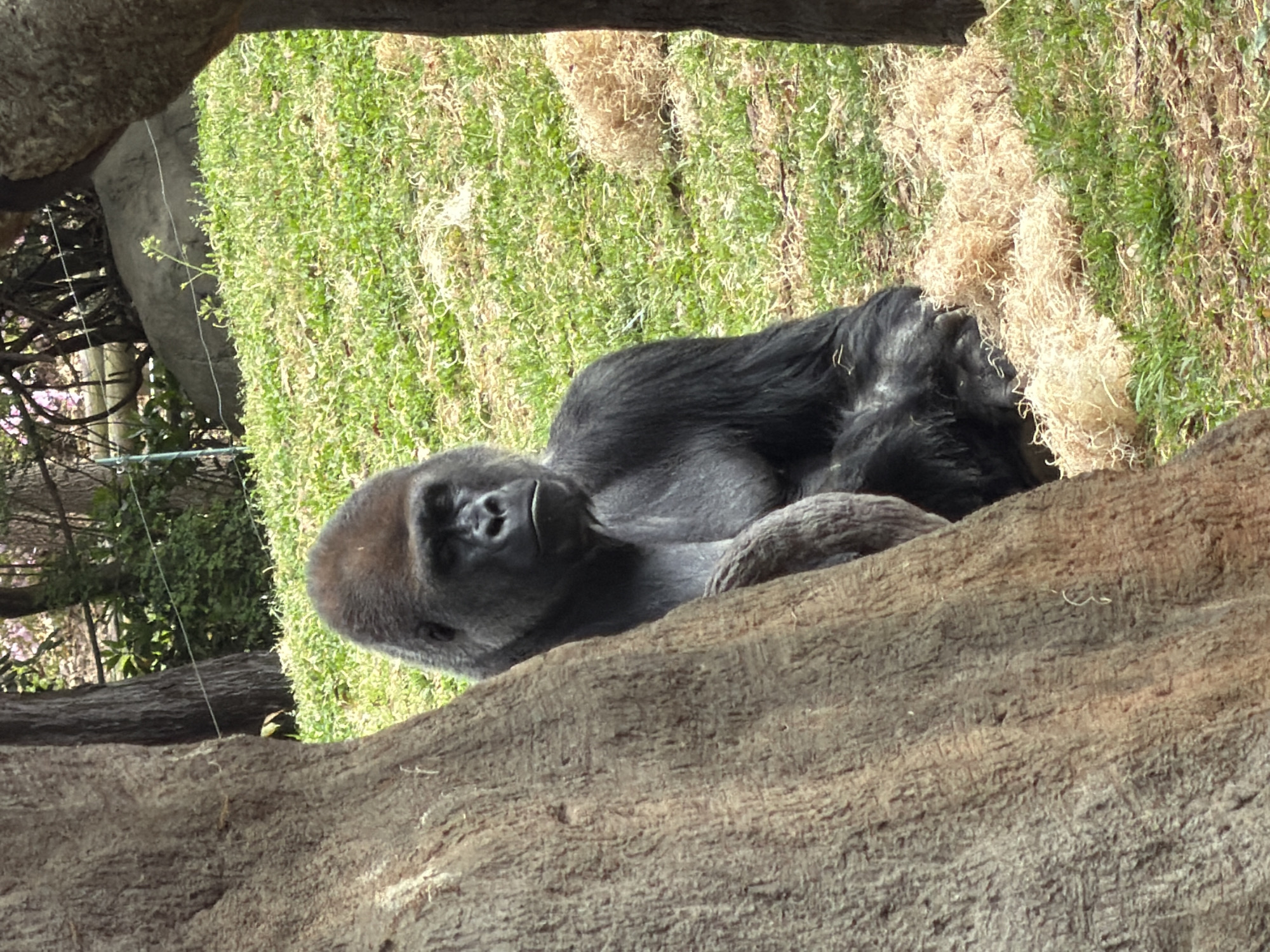 A gorilla rests on a rocky ledge in what appears to be a zoo enclosure. The gorilla's face is visible and seems to be gazing downward, while its body is curled up on the ledge. Behind the ledge is grass and straw. The location is likely the Atlanta Zoo in Atlanta, Georgia, United States.