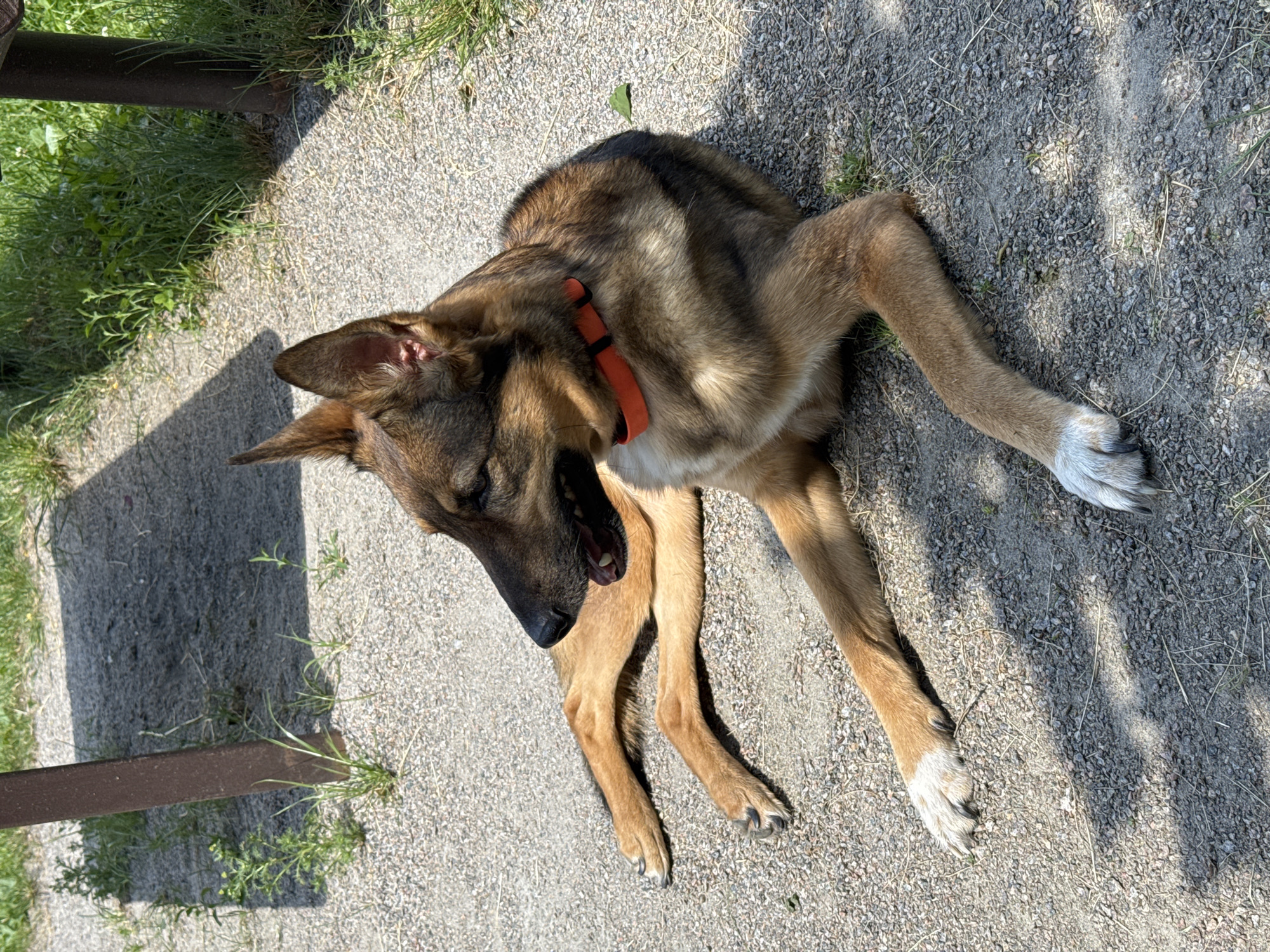 The image shows a German Shepherd dog lying on a gravel path in what appears to be an outdoor setting. The dog is tan and brown with dark markings. It is wearing an orange collar. The dog's mouth is open, and its tongue is visible, suggesting it might be panting or resting. One of its front paws is white-tipped. The ground is covered in small grey and brown stones, with some sparse green grass growing through. There is a shadow cast across the path, indicating it is daytime, likely sunny. A dark brown horizontal object, possibly part of a bench or fence, is visible in the lower left corner of the image, adjacent to the grass. The overall scene depicts a moment of rest for the dog in an outdoor environment.