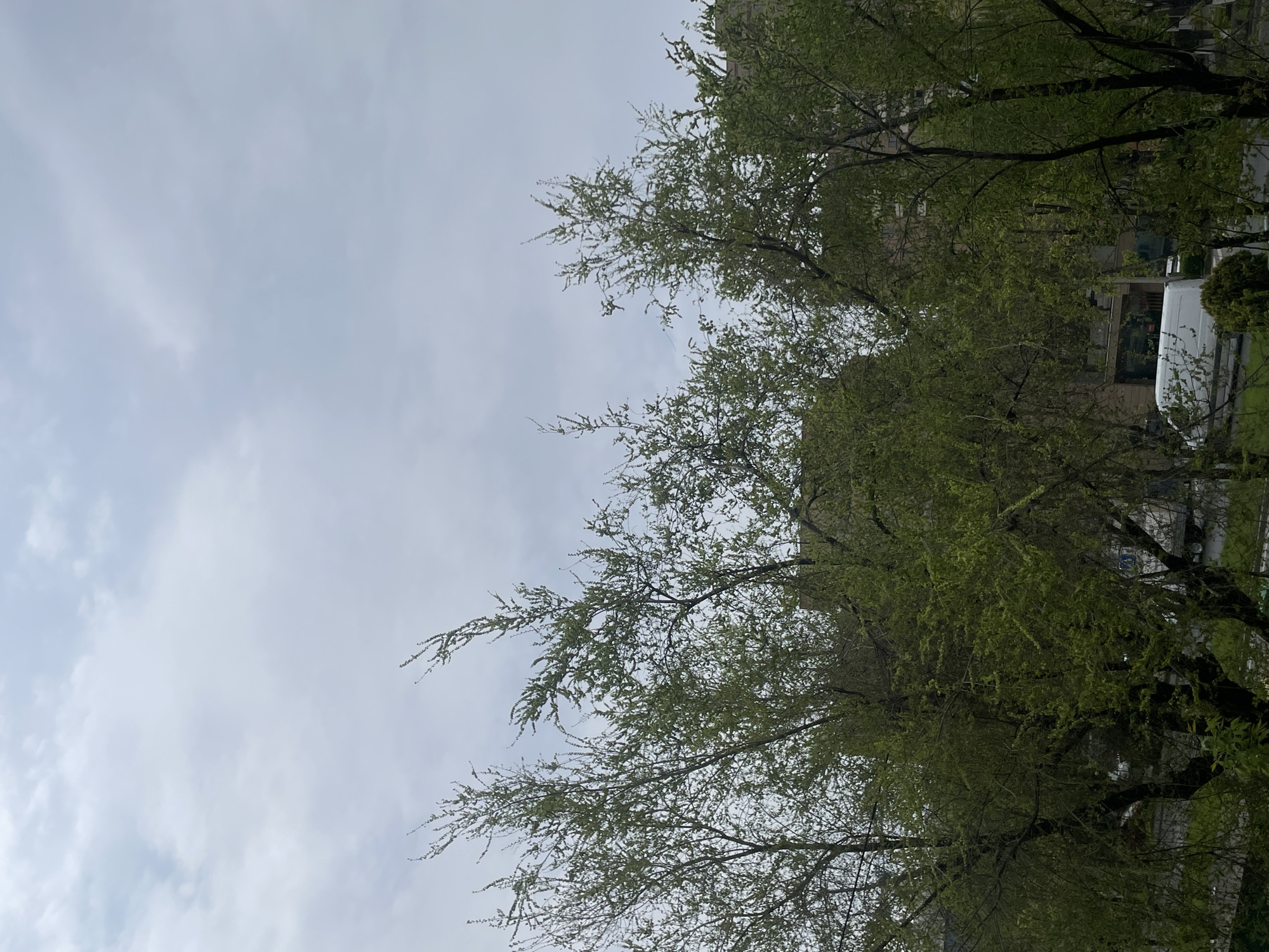 The image captures an outdoor scene dominated by a natural landscape element under an overcast sky. The composition is primarily split between a light grey, cloudy sky occupying roughly the left half of the frame, and a dense canopy of trees filling the right half and upper portions.
The sky is uniformly overcast with diffuse white clouds, indicating a dull or cloudy daytime. No direct sunlight is visible.
The trees feature vibrant, light green foliage, suggesting either late spring or early summer growth. The leaves appear fresh and abundant, covering intricate branches that extend across the frame. Through the gaps in the foliage, particularly towards the bottom right, glimpses of a built environment are visible. These include parts of buildings with a light-colored facade and a portion of a white van, possibly parked on a street or driveway.
No people or specific activities are depicted. There is no visible text. The overall atmosphere is calm and natural, contrasting with the subtle hints of an urban setting in the background. The scene is set in Yerevan, Armenia.