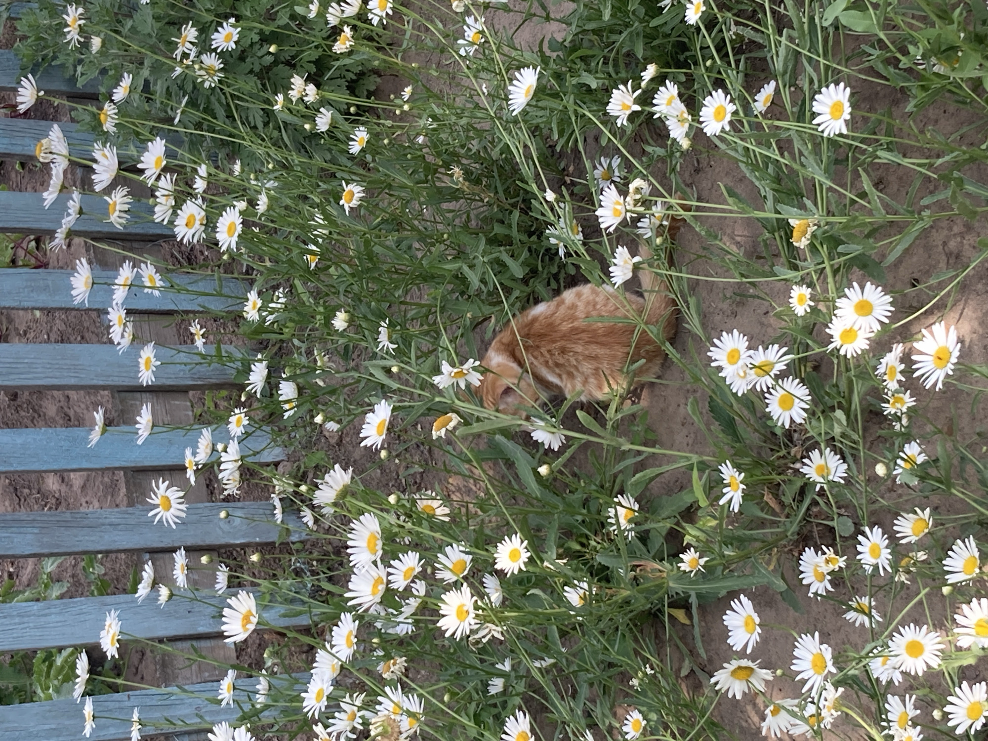 The image depicts a patch of white daisies with yellow centers growing in front of a weathered, light blue wooden fence. An orange tabby cat is visible in the lower center of the frame, partially obscured by the foliage. The ground appears to be soil or dirt. The scene is outdoors, suggesting a garden or natural setting. The location is specified as Rakity, Russia.