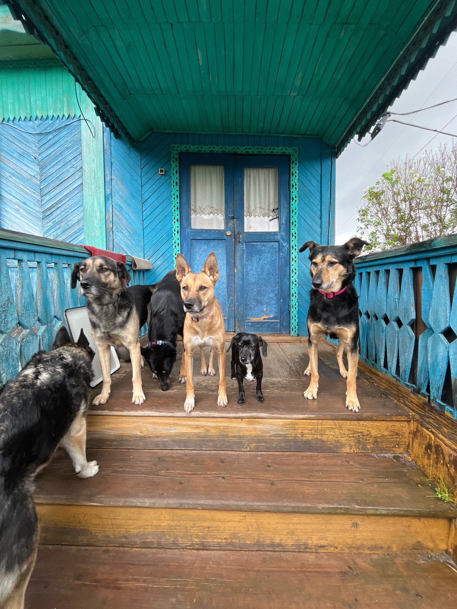 A group of six dogs are gathered on the wooden porch of a rustic blue house in Nizhny Tagil, Russia. The dogs, of various breeds and sizes, are positioned on the porch steps and the wooden floor, some looking directly at the camera, others looking away. The house features bright blue siding with decorative trim and a teal-colored roof. A wooden railing with a diamond pattern separates the porch from the surrounding area. The environment appears to be outdoors, with visible vegetation in the background and an overcast sky. The wooden surfaces of the porch and house show signs of wear and weathering.