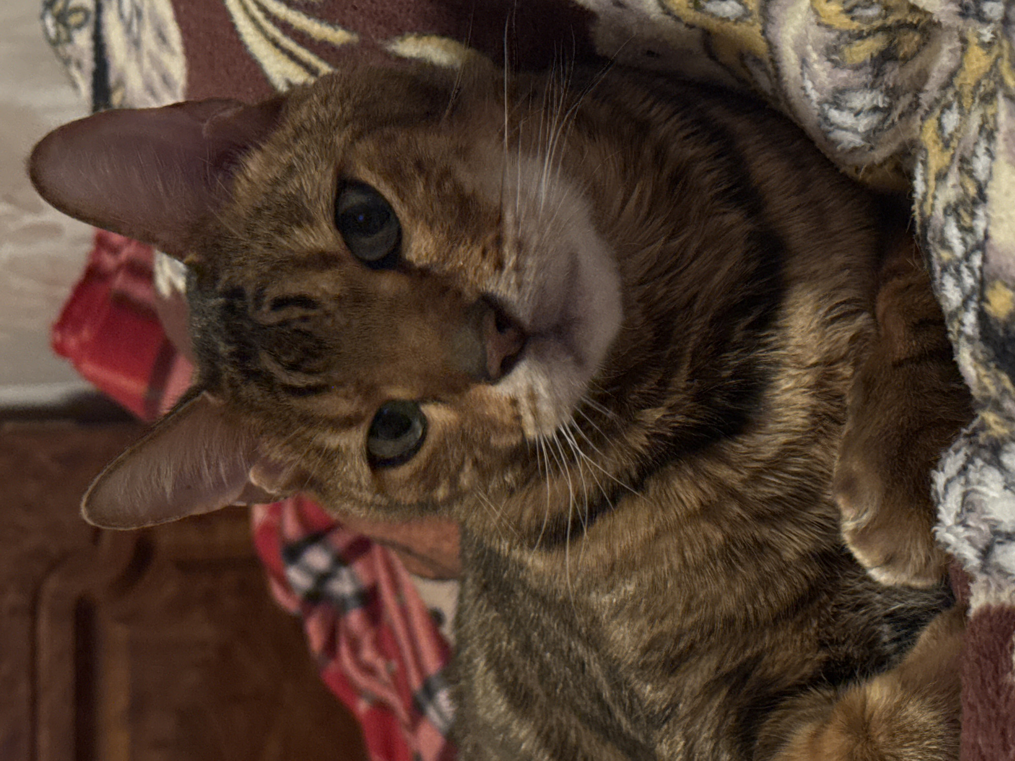 A close-up, slightly off-kilter shot captures the head and upper body of a brown tabby cat, possibly a Bengal or a similar breed, peeking out from a cozy arrangement of blankets. The cat, with its prominent ears, dark, alert eyes, and long white whiskers, gazes directly towards the viewer. Its fur displays distinct dark brown stripes and spots against a lighter brown and tan background. The cat's nose is a soft pinkish-brown.
The background consists of several soft, textured fabrics, suggesting a comfortable, indoor setting. To the top and right, a fluffy blanket with a swirling pattern in shades of cream, beige, yellow, and grey partially covers the cat. On the left and below the cat's head, another blanket, possibly a red and black plaid design, is visible. A darker, blurry background suggests furniture or another part of the room. The lighting is soft and even, highlighting the cat's features and the texture of its fur and the surrounding fabrics. The cat's posture and direct gaze convey a sense of calm curiosity or gentle attentiveness. No text is visible in the image.