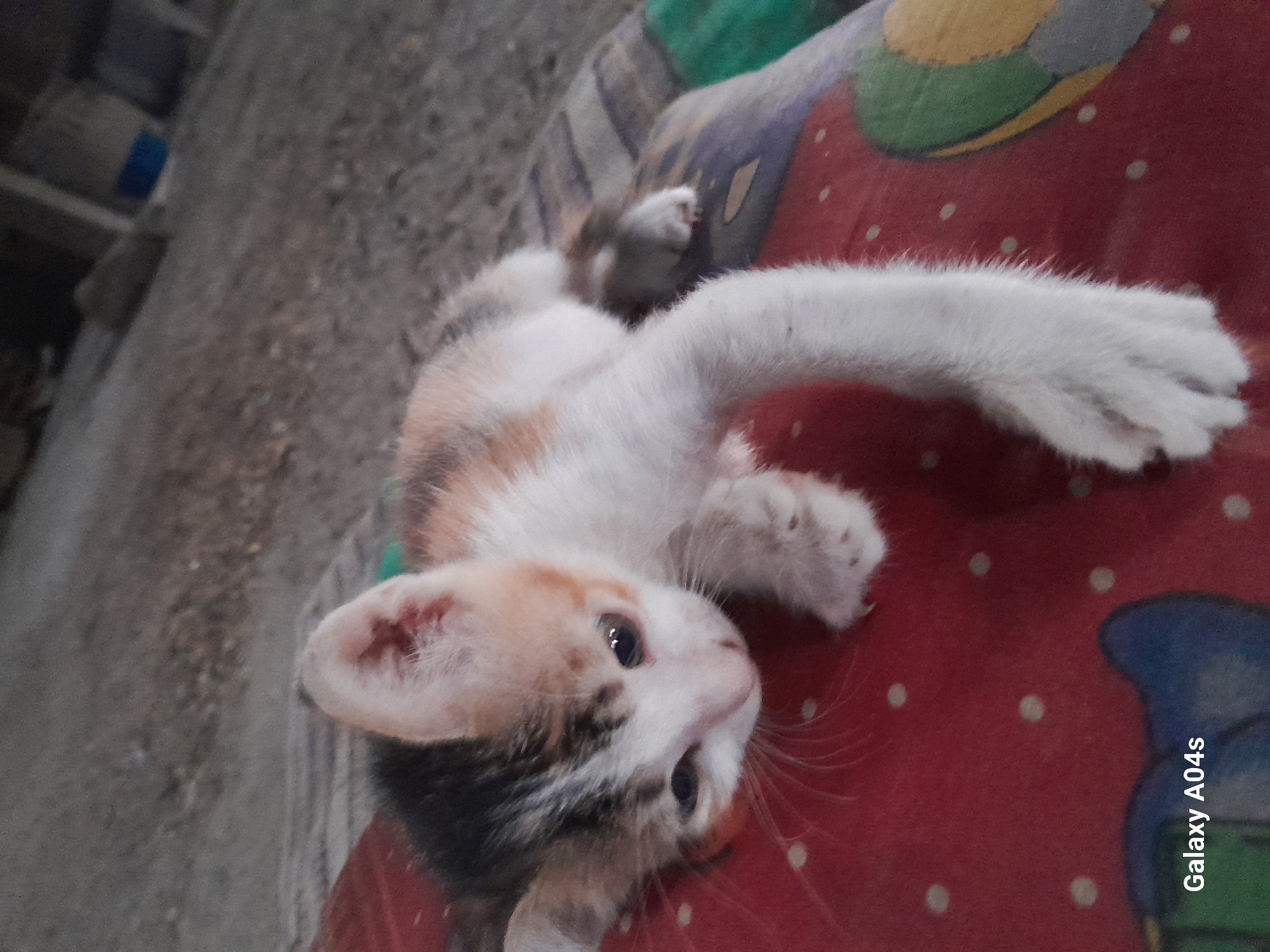 A calico kitten lies on a red patterned surface with white polka dots. The kitten is mostly white with patches of black and orange/tan. Its eyes are open and looking slightly to the left. Its front left paw is extended. The background is out of focus, showing a rough, grey surface, possibly dirt or concrete, with some blurry shapes suggesting wooden structures. The lower left corner of the image contains a watermark that reads "Galaxy A04s". The scene is located outdoors, possibly in a yard or an unpaved area. There are no people visible in the image.