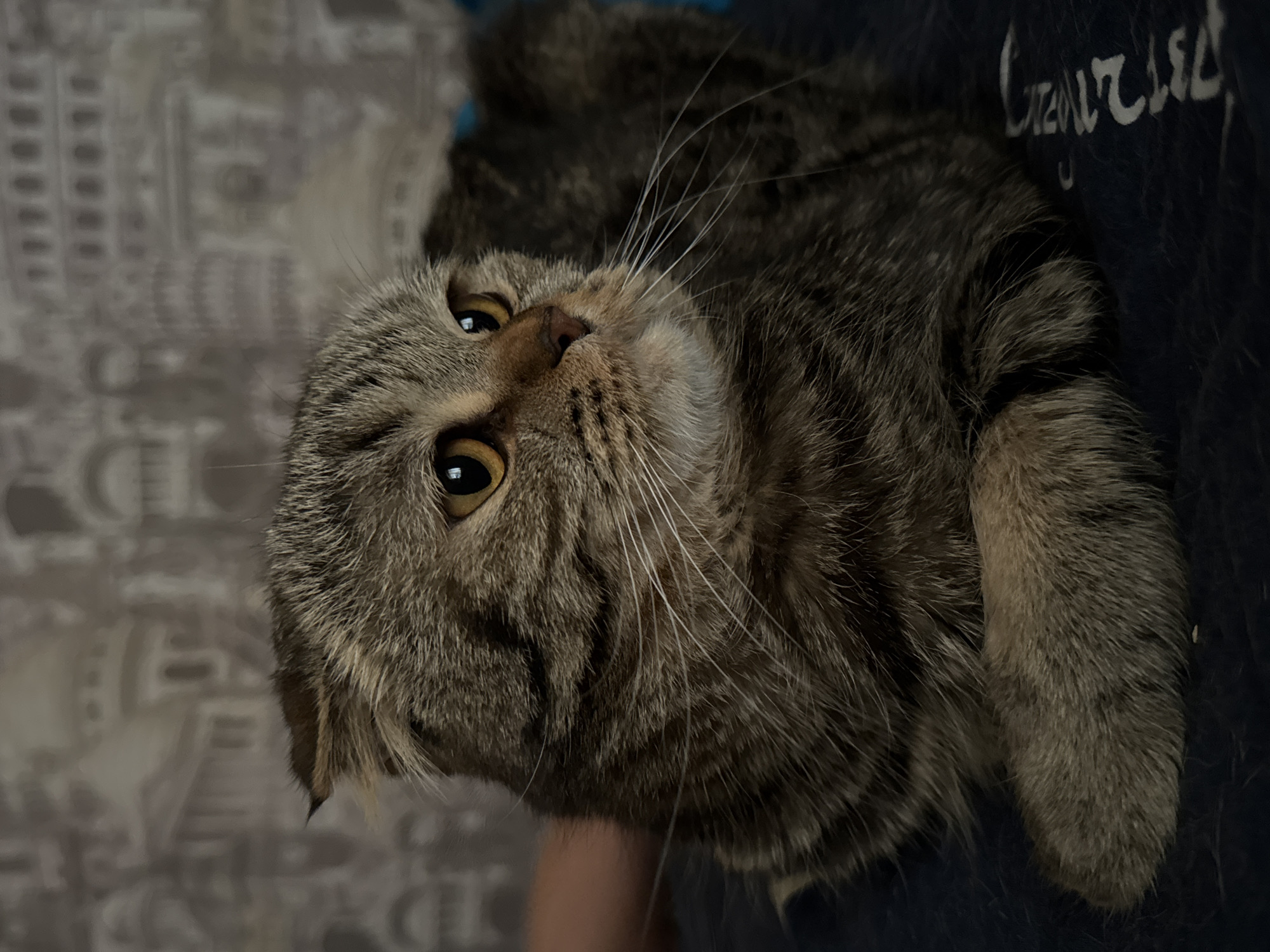A close-up, slightly rotated image shows a tabby cat with amber eyes being held. The cat's fur is a mix of brown and gray stripes. The background includes a patterned wallpaper and what appears to be a dark blue article of clothing with white lettering. The specific location in Chaikovsky, Russia, cannot be determined from the visual information provided.
