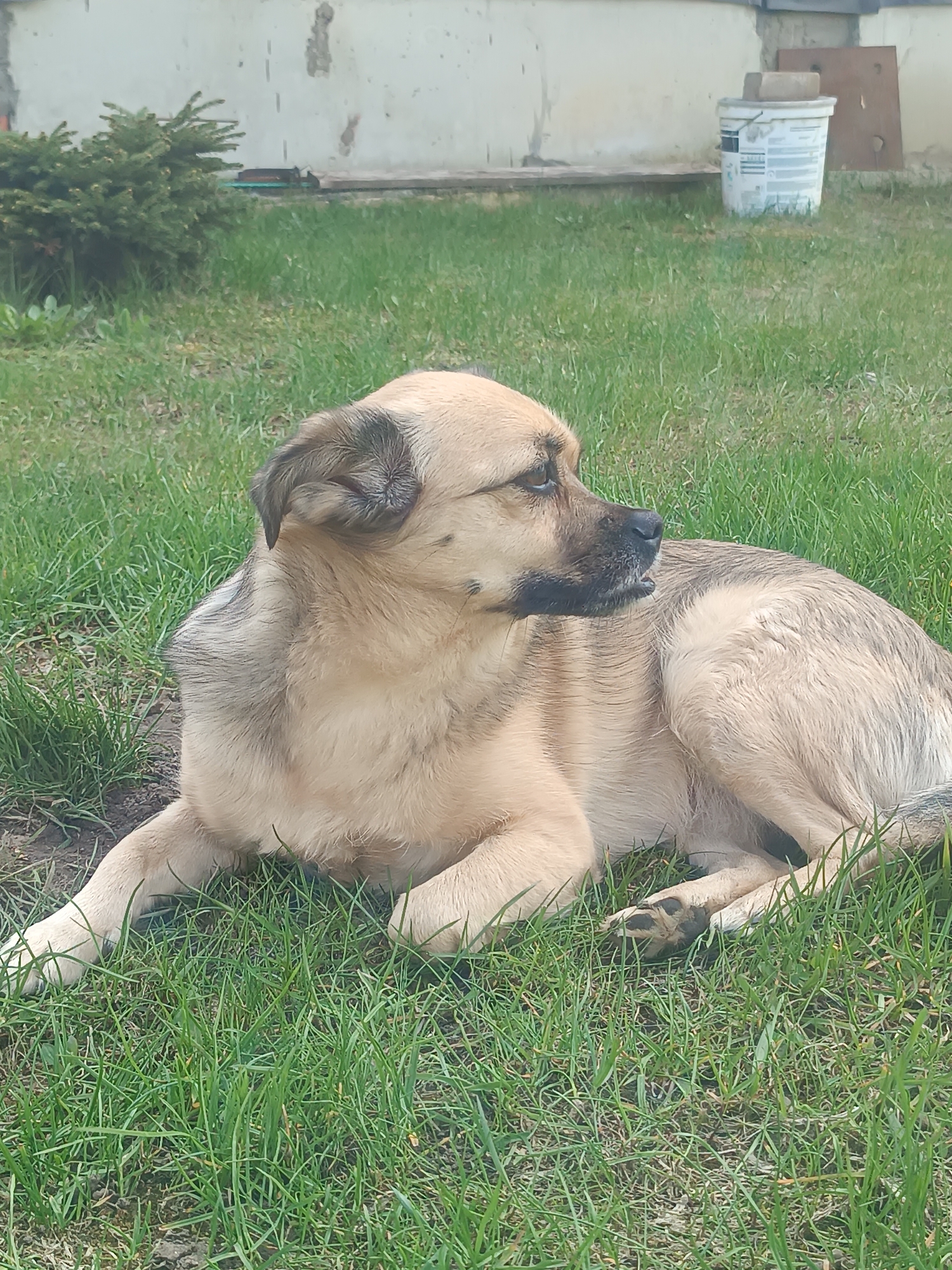 The image depicts a medium-sized, tan-colored dog lying on a grassy lawn. The dog has a dark muzzle and dark ears. The grass is green. In the background is a building wall with a shrub to the left, and a white bucket with a brown object on top to the right. The location is Motyakovo, Russia.