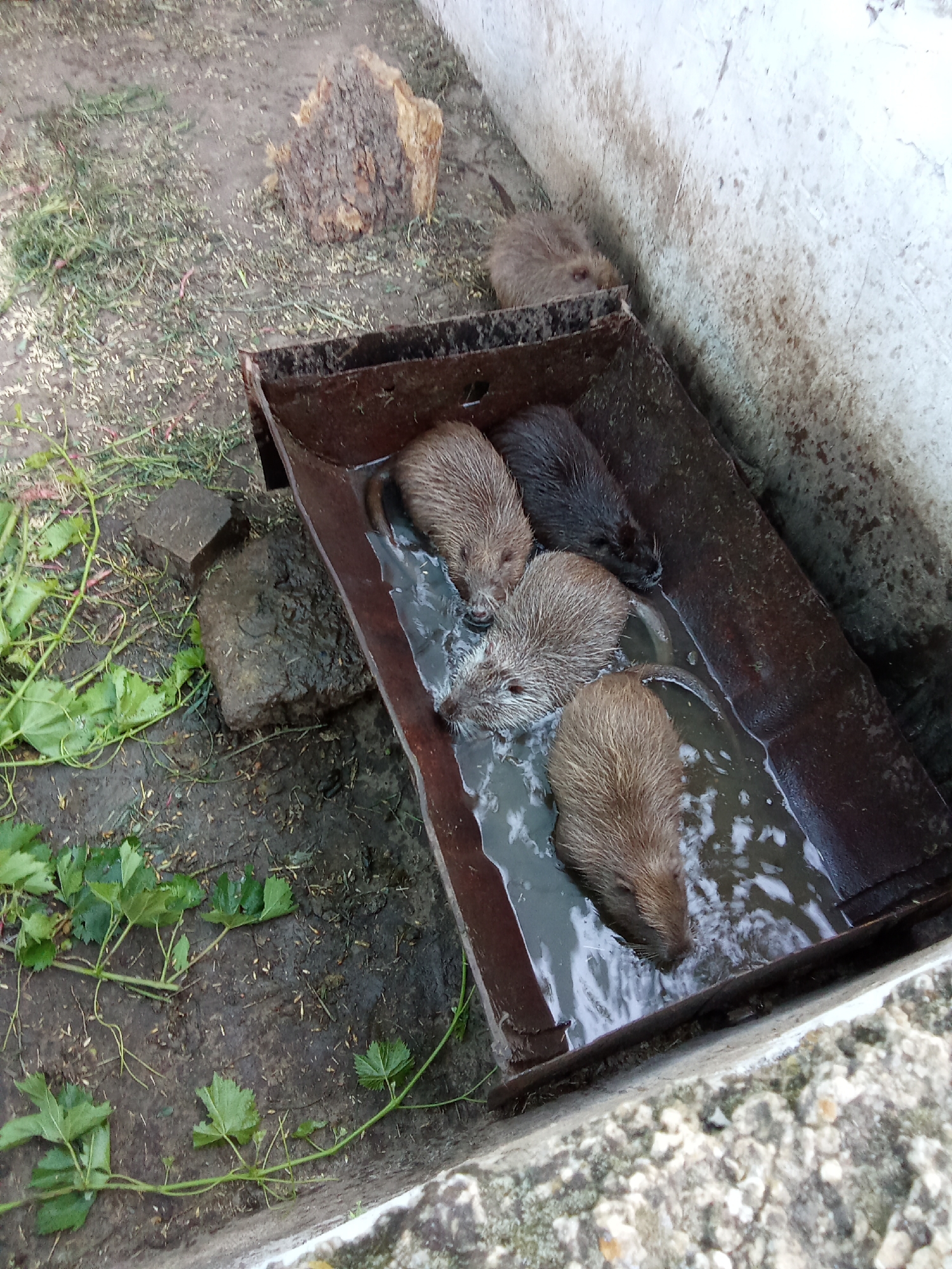 A group of nutria, commonly known as coypu, are seen in a shallow pool of water within a rusty, rectangular metal trough. The trough appears to be made of weathered metal, possibly a repurposed agricultural item, and is positioned on damp, earthy ground. Several nutria are visible, with their heads and upper bodies submerged or partially submerged in the water. Their fur is a mix of brown and grey. To the left of the trough, there are scattered green leaves and stems, possibly vegetation that has fallen or been placed there. Behind the trough, a rough, irregular piece of wood is propped up against a dirt embankment. The ground is a mixture of soil, small stones, and debris. In the background, a pale, textured wall, possibly concrete or stucco, is visible. The overall setting suggests an outdoor enclosure or a naturalistic habitat for these semi-aquatic rodents. The image is taken from a high angle, looking down into the scene.