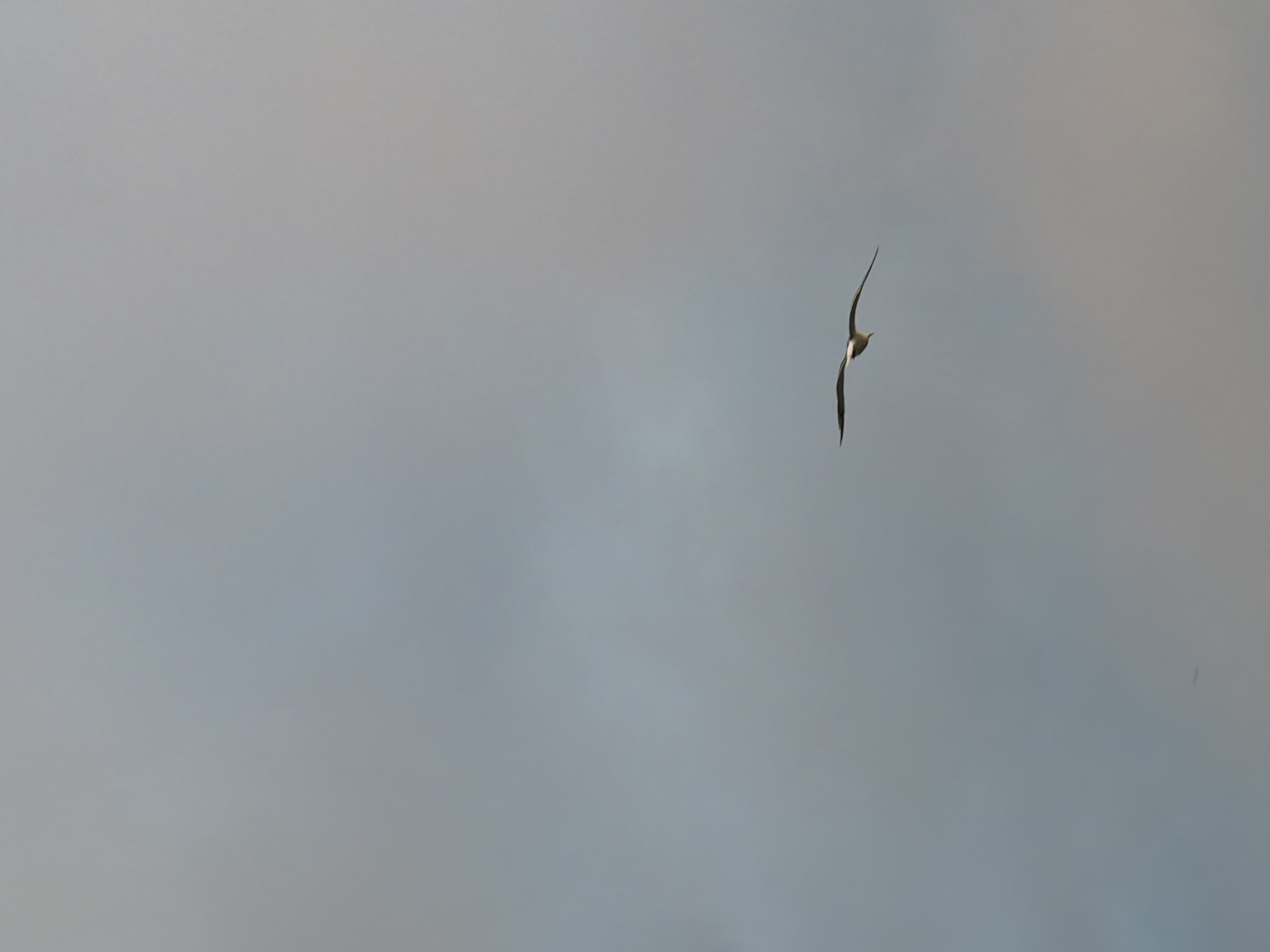A single bird with outstretched wings flies through a hazy, overcast sky. The bird is positioned in the lower right quadrant of the image, its body angled slightly upwards. The sky fills the majority of the frame, with a soft, diffused light indicating cloudy conditions. There are no discernible landmarks or structures visible, suggesting an open environment, possibly over water or an expansive natural area. The overall impression is one of solitude and natural movement against a muted backdrop.