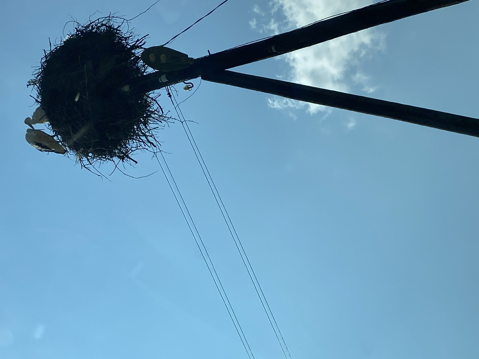 Two storks are perched in a large nest constructed from branches atop a wooden utility pole. The pole has a triangular structure where it meets the nest. Wires run diagonally across the frame from the pole, against a backdrop of a clear blue sky with a few scattered white clouds. The scene is set in the village of Vouchynski, within the Vouchynski rural council of Belarus.