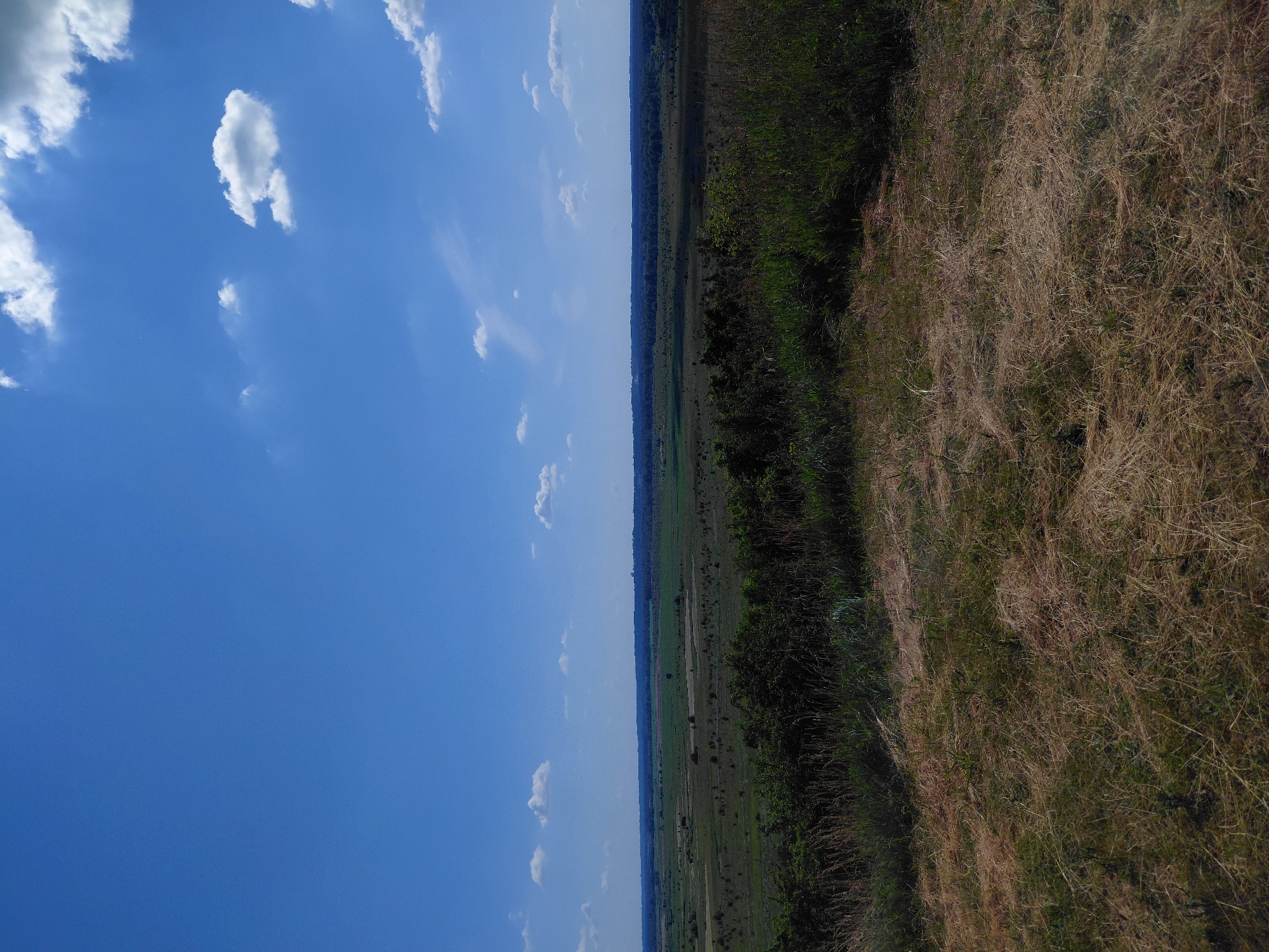 An outdoor, elevated, wide-angle photograph shows a natural landscape on a sunny day. The sky is a bright blue with scattered white clouds, some appearing wispy and others more defined. The horizon is lined with a dark band of trees in the distance. Below the sky and trees, a vast expanse of green fields stretches out, dotted with occasional clumps of darker vegetation. In the foreground, the ground is covered in dry, light-brown grass and some darker green plants. The scene appears to be in a rural or undeveloped area.