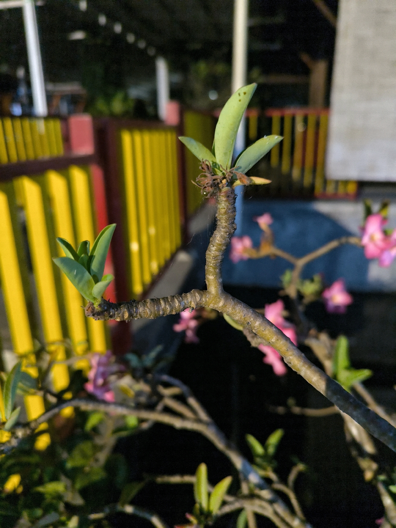 A close-up, low-angle, full shot captures a desert rose plant branch with new green leaves emerging. The branch, textured and brown, extends diagonally from left to right. Two prominent clusters of new leaves are visible on the left side, one small and tightly furled, the other more open and elongated. The background features a blurred yellow fence with red accents, possibly a residential boundary. Pink desert rose flowers are faintly visible in the mid-ground and background, also blurred. The lighting suggests either early morning or late evening sun, casting a warm glow on the plant. The scene is outdoors.