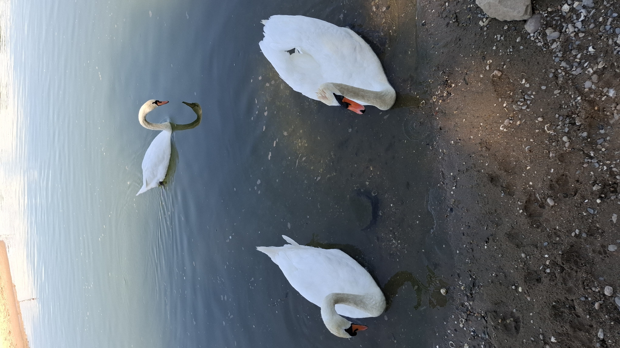 Three white swans are in a body of water near the shore. The swan in the upper center is swimming and dipping its head into the water, showing a reflection. Two other swans are closer to the shore, resting with their heads lowered slightly. The shore is composed of dark sand with small pebbles and shells. The water is a muted blue-green, reflecting the sky. The background shows a light-colored sandy area, possibly a beach. The scene appears to be a natural setting within a park or waterfront area. Without additional context or visual cues, the specific location within Cologne, Germany cannot be determined.