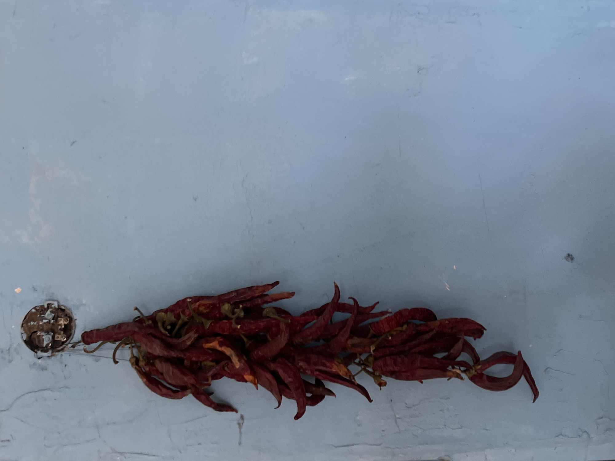 A string of dried red chili peppers is hanging on a light blue textured wall. The chili peppers are connected to a round metal fixture on the wall. The peppers are clustered near the fixture, spreading out in a line to the right. This photograph was taken in Tbilisi, Georgia.