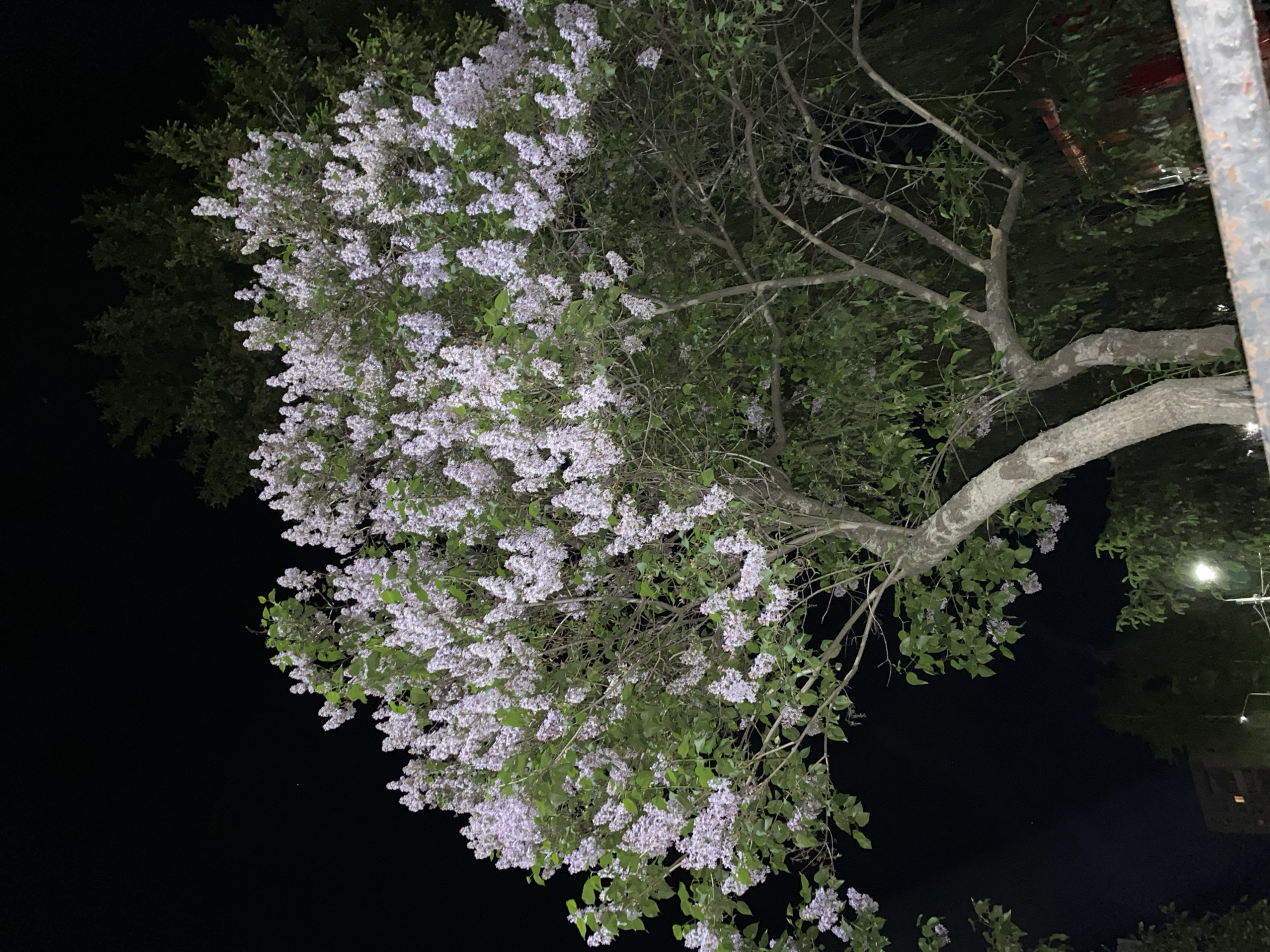 At night in Chaikovsky, Russia, a lilac tree is in full bloom. The tree's branches are covered in light purple flowers and green leaves. A thick trunk supports the tree. To the right of the tree is a metal pole and in the background, a building and streetlights are partially visible. The scene is dark, highlighting the tree illuminated by nearby light sources.