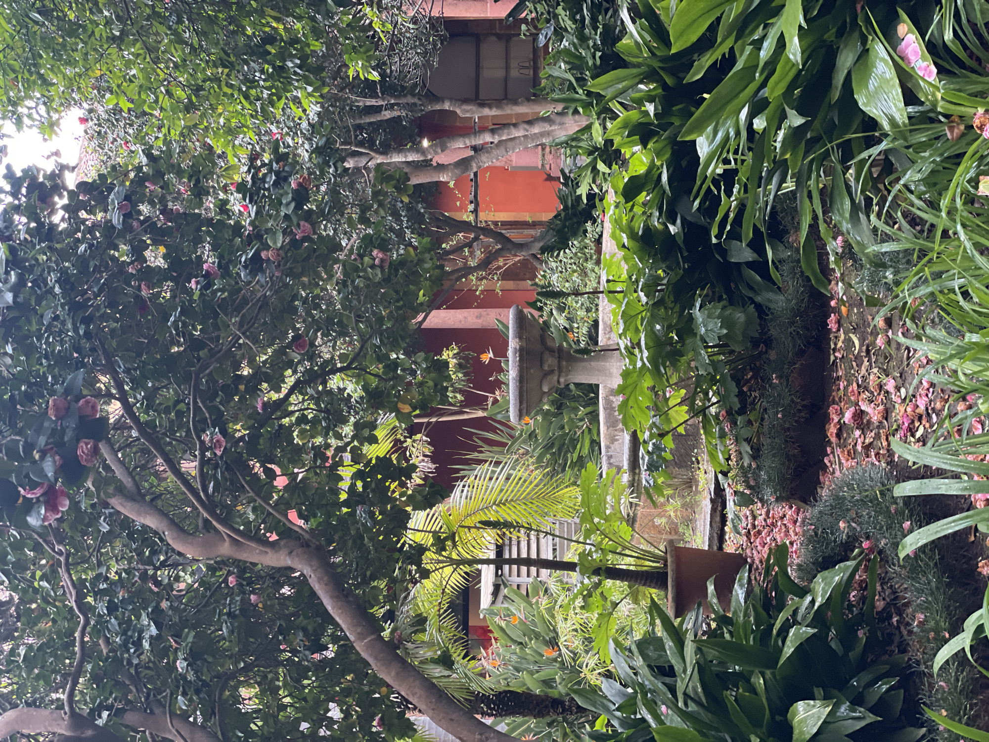 The image captures a garden scene in La Cuesta, Spain. Lush greenery dominates the foreground, featuring a variety of plants with glossy, green leaves, interspersed with other foliage. A tree with pink blossoms frames the left side of the image. In the middle ground, a two-tiered stone fountain is visible. Behind the fountain, a building with an orange-red facade is seen. The garden appears well-maintained, with fallen petals scattered on the ground, adding a touch of color to the scene. No people are visible in the image.