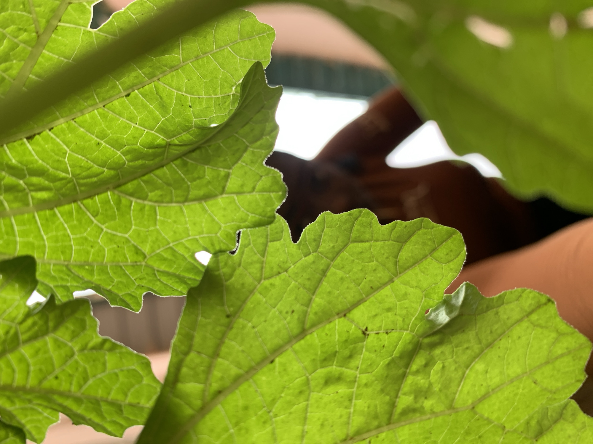 The scene captures a close-up, backlit view of multiple vibrant green leaves, located in New Stadium, Nigeria. The leaves exhibit significant translucency due to a strong light source behind them, revealing an intricate network of light-colored veins and scattered small, dark speckles on their surfaces. Their margins are visibly irregular or slightly serrated. The background is heavily blurred, displaying amorphous shapes in a warm reddish-brown tone, consistent with a terracotta object or earthen material. Irregular areas of intense white light, indicative of a direct light source or clear sky, are discernible through gaps in the foliage, contrasted by indistinct darker zones. No individuals or specific actions are depicted.