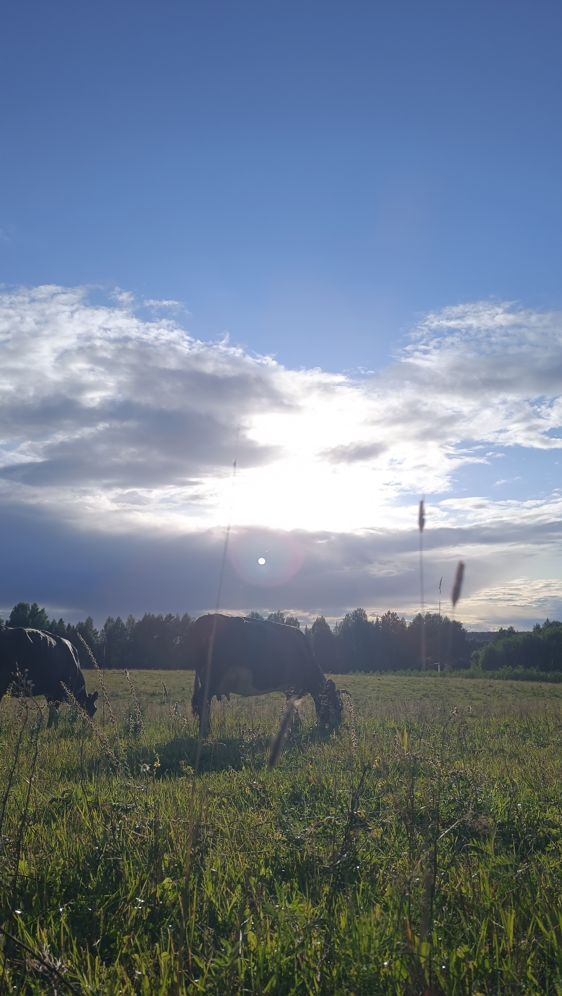The image depicts a rural landscape in Karsha, Russia, under a bright sky with scattered clouds. Two cows are grazing in a lush green field. The sun is partially obscured by clouds, casting a soft light on the scene and creating a lens flare. A line of trees forms a backdrop along the horizon. The foreground is filled with tall grass and some dry stalks.