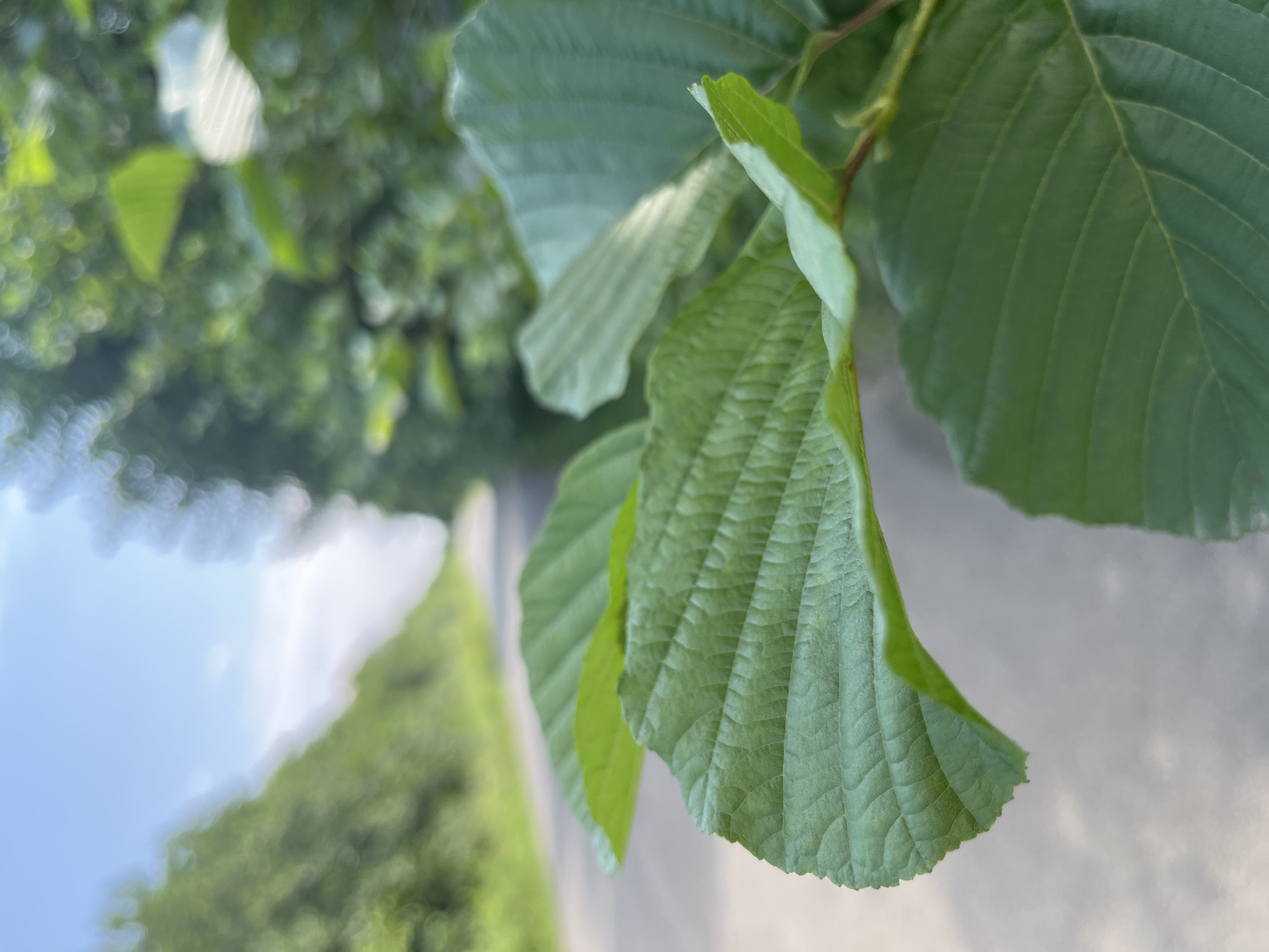 A close-up, shallow depth-of-field shot captures a vibrant green leaf in the foreground. The leaf exhibits prominent veins and a serrated edge. In the background, a paved road curves to the left, flanked by lush green trees. The sky above is a clear blue with some wispy clouds. The scene is outdoors, likely in a natural setting with a road running through it. The specific location of Ureki, Georgia, is provided as context but is not visually evident in the image itself.