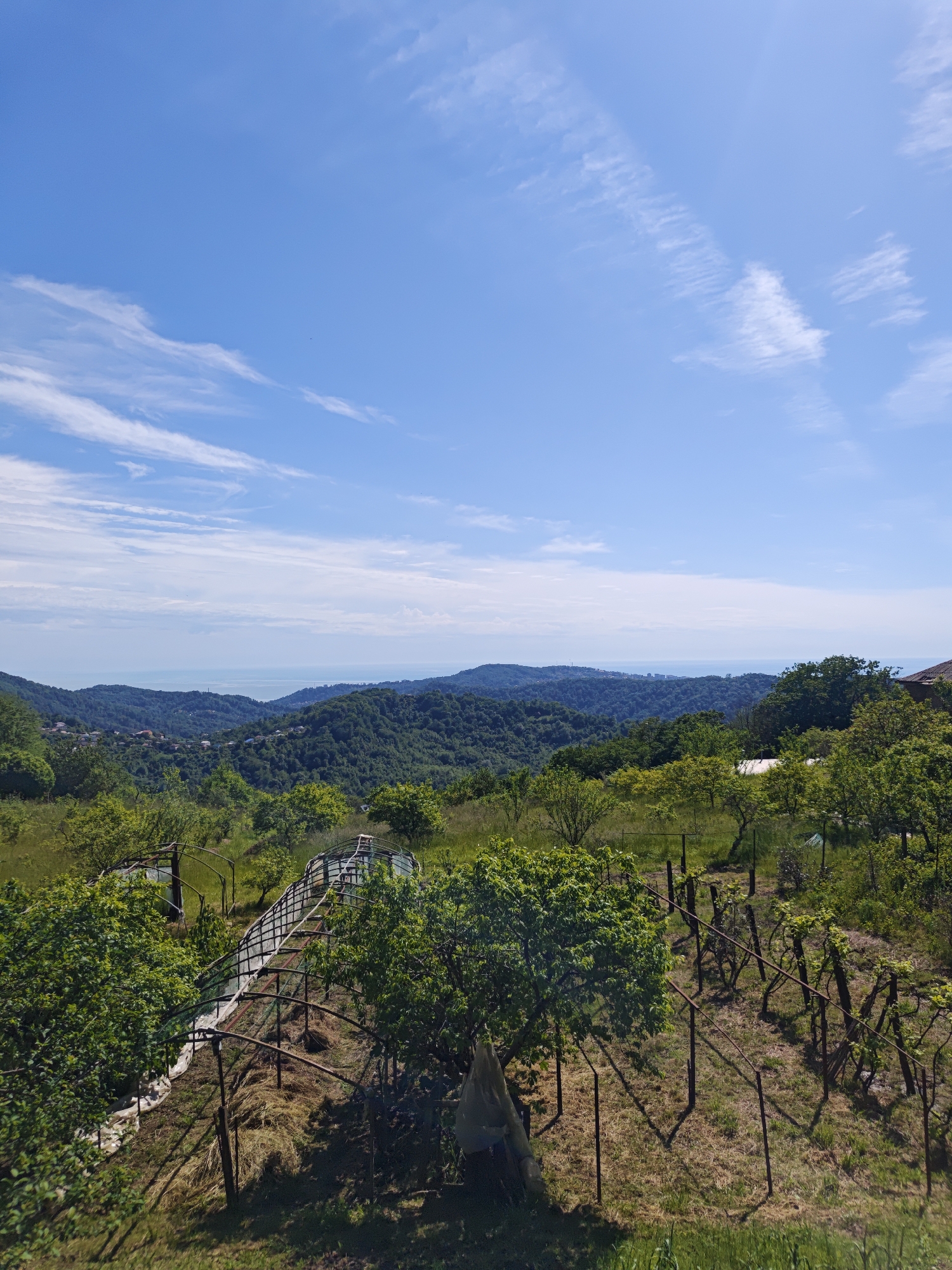 The image depicts a landscape scene in the vicinity of Прогресс, Russia, showcasing a vantage point overlooking rolling hills and the Black Sea in the distance. The foreground is dominated by agricultural features, notably rows of grapevines supported by metal posts, suggesting a vineyard. Adjacent to the vineyard, two greenhouse structures with metal frames and translucent covering materials are visible. The terrain transitions into densely wooded hills, with scattered settlements visible in the valleys. The horizon culminates with a view of the Black Sea, which is partially obscured by haze. The sky is clear blue with scattered cirrus clouds.