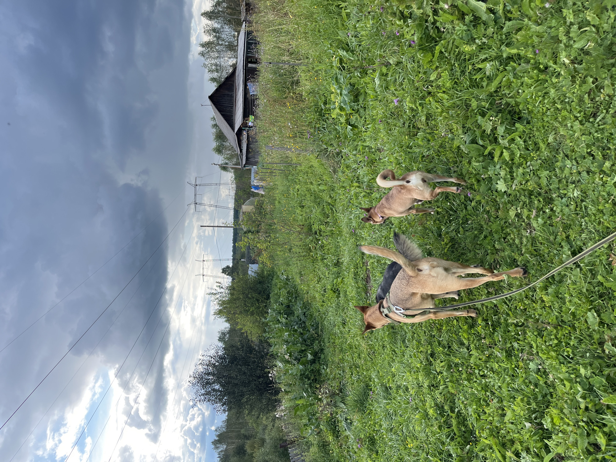 The image depicts an outdoor scene in a rural or semi-rural area, likely a village, in Nizhny Tagil, Russia. The foreground is dominated by lush green grass, interspersed with small wildflowers, suggesting a natural or overgrown environment. Three dogs are visible, walking away from the camera. One dog in the foreground is tan with a green harness, and its leash is visible. Behind it, another tan dog with a pink collar is also walking away. A third, dark-colored dog is partially visible between the two tan dogs.
In the midground, there is a path or clearing leading towards a rustic wooden house with a dark, weathered roof. The house appears to be an older structure, possibly a dacha or rural dwelling. To the left of the house, dense green foliage and trees form a backdrop. In the distance, high-voltage power lines and transmission towers are prominent against a dramatic, cloudy sky. The clouds are a mix of dark, ominous storm clouds and lighter, brighter patches, indicating dynamic weather conditions. The overall impression is one of a natural, somewhat untamed landscape with signs of human habitation.