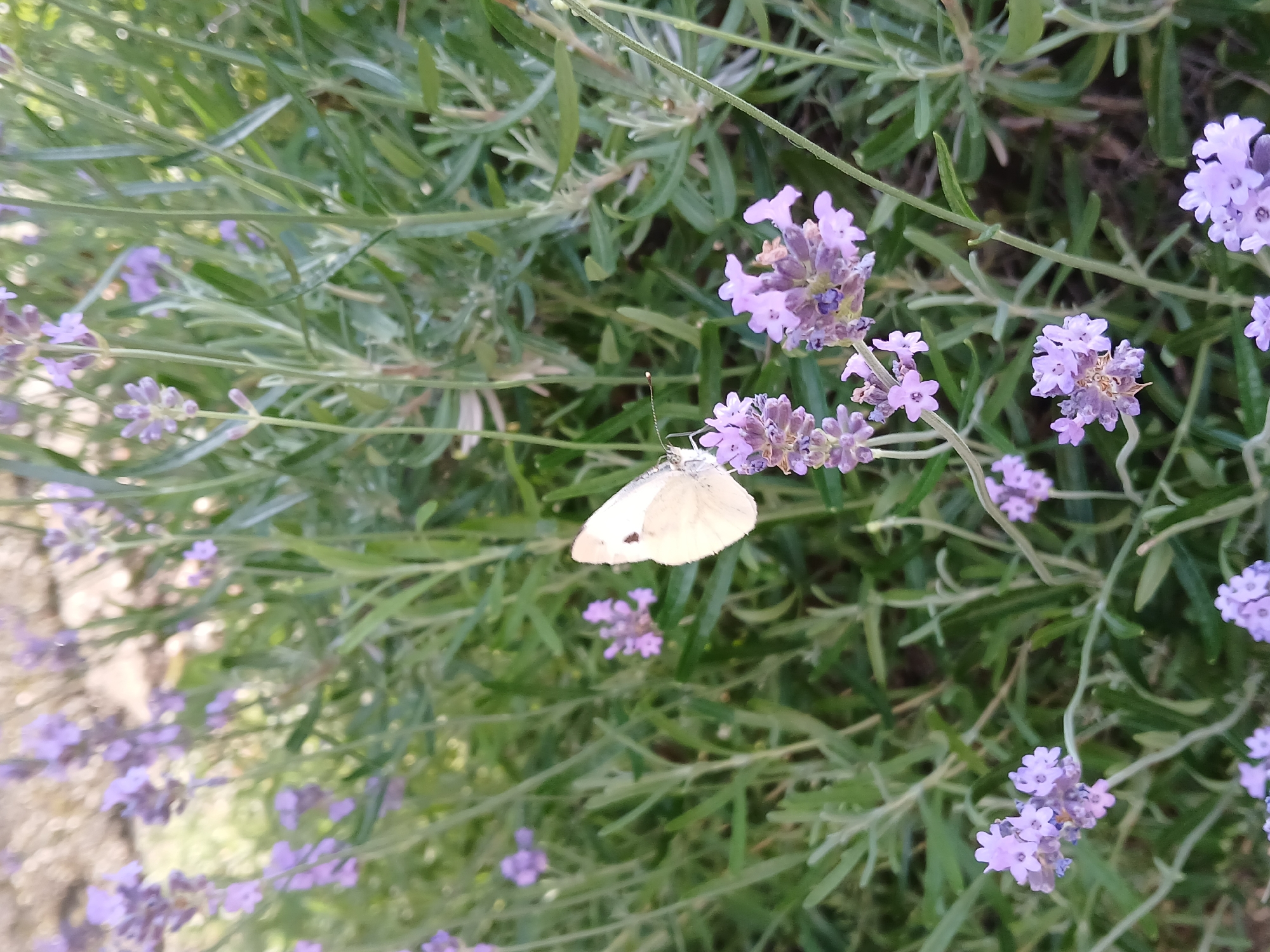 A close-up, eye-level shot captures a pale yellow butterfly with black markings perched on a cluster of small purple lavender flowers. The butterfly's wings are slightly spread, revealing its delicate structure. The background is a soft blur of more lavender plants, suggesting a garden or natural setting in the city of Korenovsk, Russia. The lighting is natural and soft, indicating it was taken during the daytime.