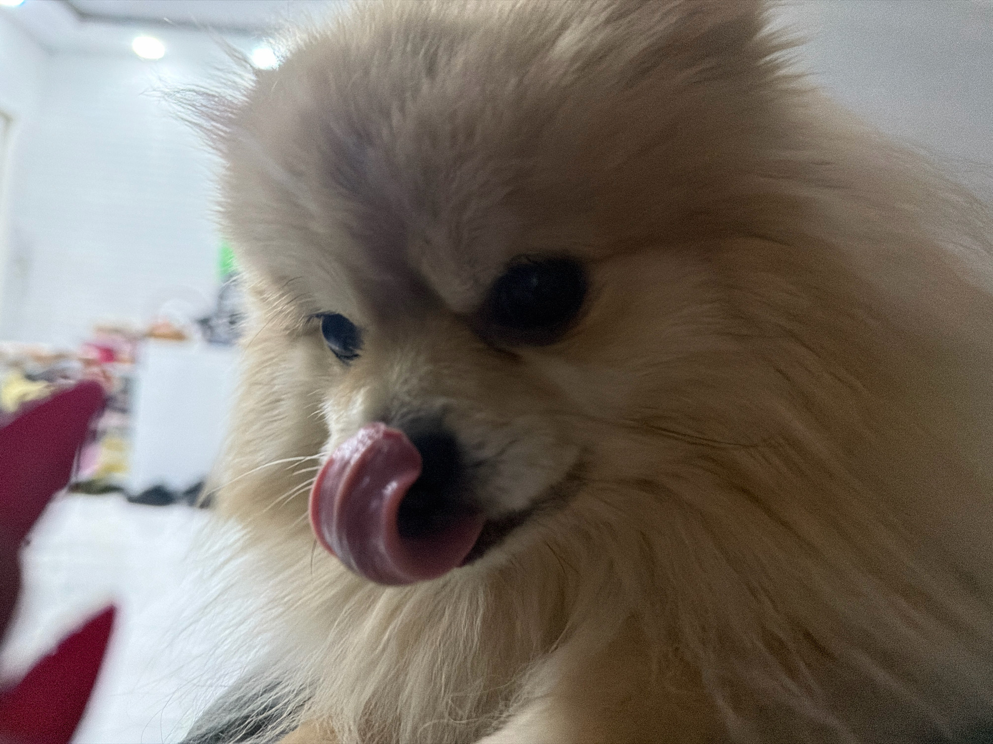 A close-up, low-angle shot shows a fluffy Pomeranian dog with light brown fur licking its nose. The dog's eyes are dark and partially obscured by its fur. In the background, a blurred out-of-focus scene suggests an indoor environment, possibly a room with bright lights and some colorful objects. A dark red object, possibly a piece of clothing or a toy, is partially visible in the foreground on the left side of the image. The image is grainy, indicating it may have been taken in low light conditions. There is no indication of the location being Tbilisi, Georgia.