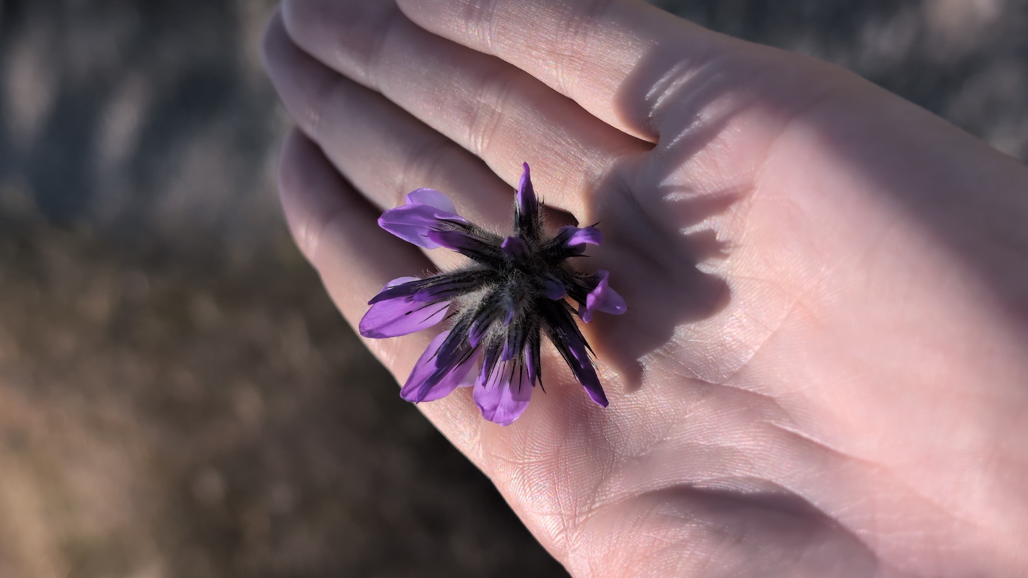 A close-up, eye-level shot shows a single, small, purple flower resting in the palm of a person's hand. The flower has multiple spiky petals and a dark, fuzzy center. The hand is open, with visible lines and texture on the skin, and is casting a shadow onto itself. The background is out of focus, appearing as a blurry mix of brown and gray tones, suggesting an outdoor setting. The lighting is bright, creating distinct shadows and highlighting the details of the flower and hand.