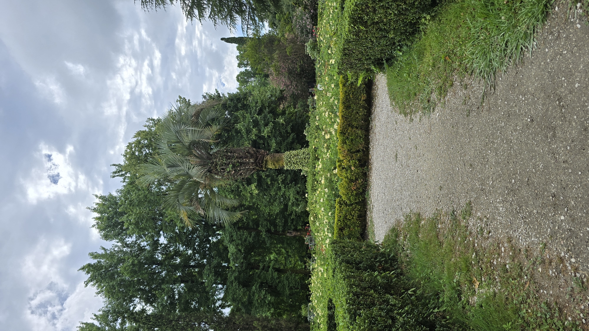 The image depicts a serene garden scene, likely within the city of Sirius, Russia. A palm tree, its trunk partially covered in ivy, stands as the central focal point. It is surrounded by a bed of light-colored flowers and manicured green hedges. A gravel path curves through the foreground, leading into the garden. In the background, a dense forest of lush green trees forms a natural backdrop, under a cloudy sky. The overall atmosphere is peaceful and well-maintained, suggesting a public park or botanical garden.