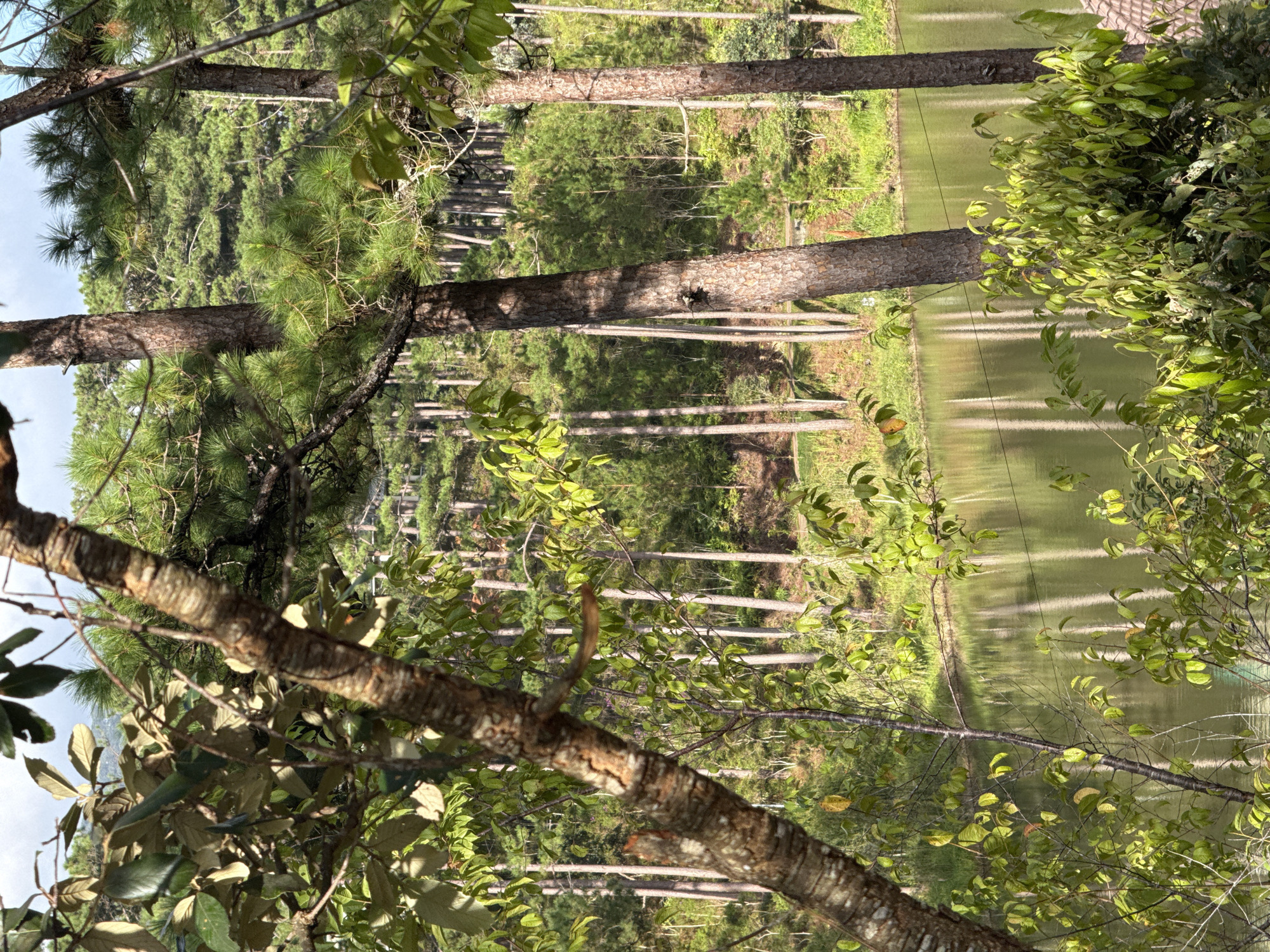 This image depicts a tranquil natural scene in the vicinity of Đạ Cháy, Vietnam. The foreground is dominated by the rough bark of a tree trunk with textured patterns, partially obscuring the view. Lush green foliage, with broad leaves, hangs from branches, creating a layered effect.
Beyond the immediate foreground, a calm body of water, appearing as a lake or reservoir, reflects the surrounding environment. The water's surface is a muted green and shows faint reflections of tree trunks and branches.
The background is a dense forest of tall, slender pine trees. Their straight, vertical trunks create a striking visual pattern, with a thick canopy of green needles above. The forest extends up a gentle slope, suggesting a hilly terrain. The sky above is a pale blue with hints of clouds. The overall impression is one of a peaceful, verdant landscape, characteristic of a natural setting outside of a densely populated urban area.