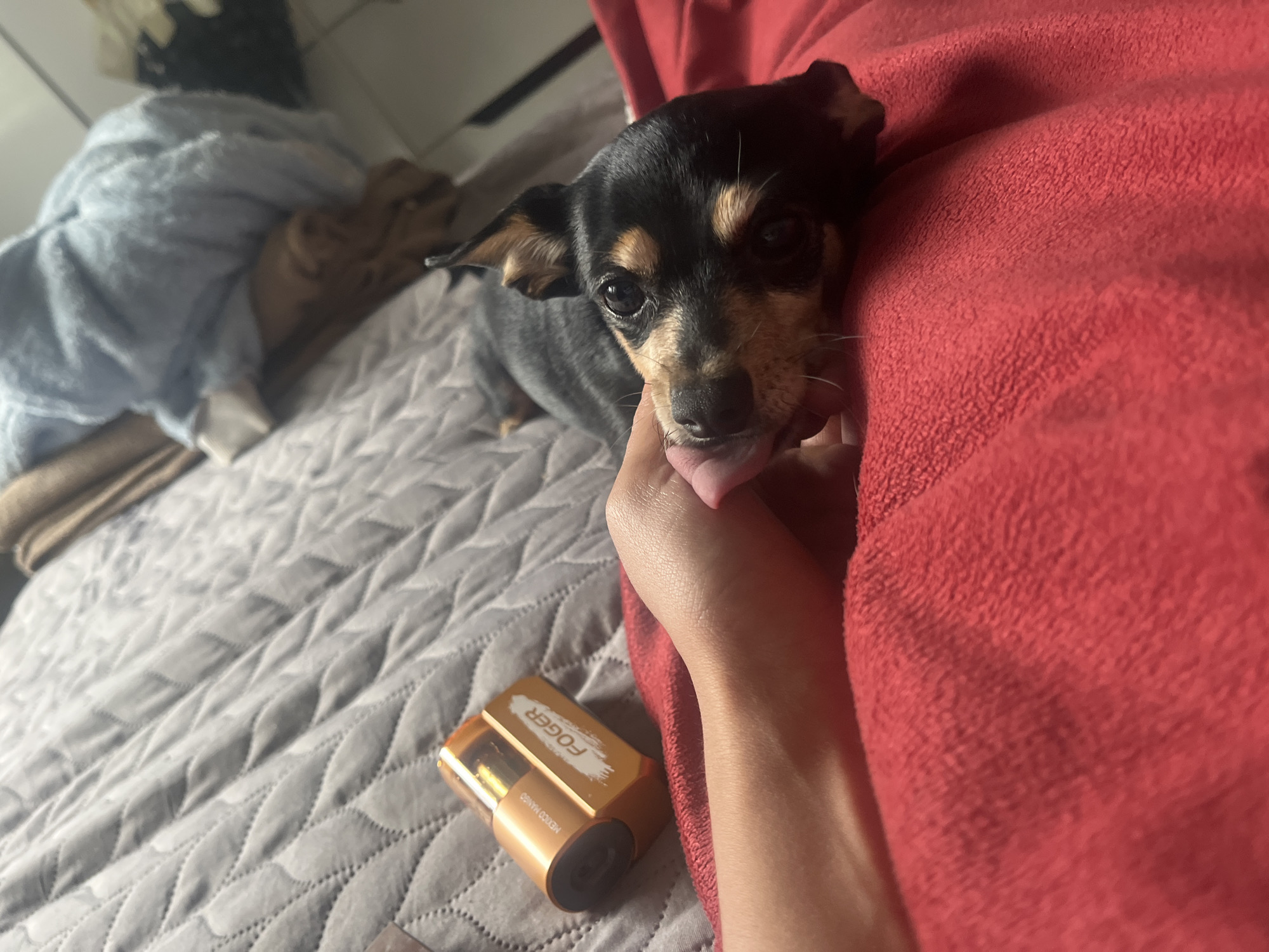 A medium-shot photograph shows a small, black and brown dog licking a human hand on a quilted gray blanket next to a red blanket. Near the hand is a gold-colored "FOGER" vape cartridge with "MEXICO MANGO" printed on the side. In the background on the left, there is a pile of soft clothes and some kind of white wall. There is no information to place the location of this image in Sofia, Bulgaria.
