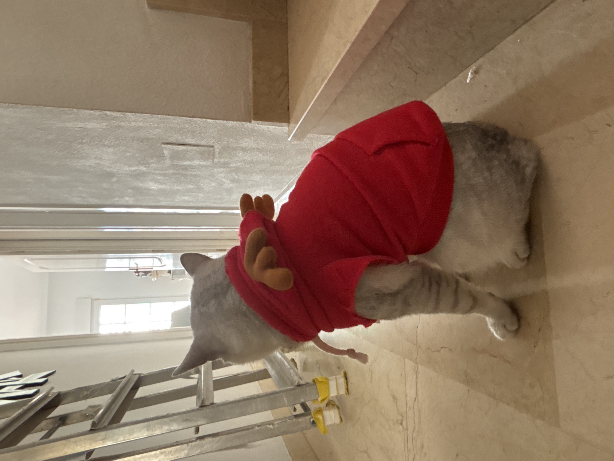 A silver tabby cat wearing a red hoodie with plush reindeer antlers sits facing away from the camera, looking towards a doorway. The cat is positioned on a polished marble floor. To the left of the cat is a silver stepladder with yellow plastic feet, and in the background, a doorway leads to another room with natural light. To the right, a marble staircase begins to ascend. The scene appears to be indoors, in a residential setting. The location is not specified in the image or its metadata.