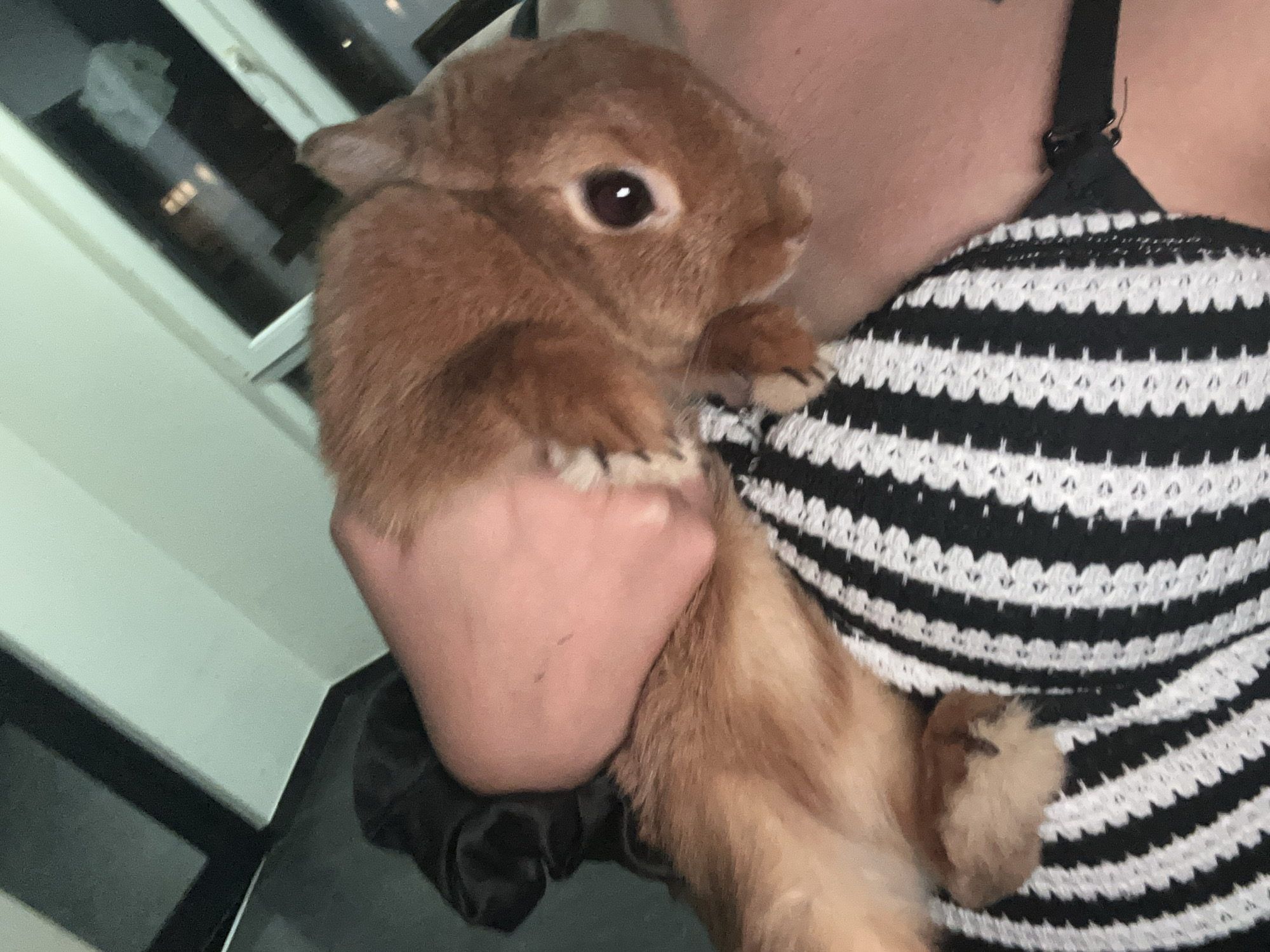 An indoor, close-up photograph depicts a small, reddish-brown rabbit held by an individual in the city of Unknown, Unknown. The rabbit, positioned on the person's left upper chest and shoulder area, is characterized by its uniform reddish-brown fur, dark eyes, and a prominent white reflection in its pupil. The person's left hand cradles the rabbit, with a portion of their light-toned forearm and shoulder visible. The individual wears a garment featuring distinct black and white horizontal stripes, along with a thin black bra strap visible on the right side of the frame. A dark, possibly black, scrunchie or fabric accessory is present on the person's left wrist or forearm. The background is out of focus, revealing a light-colored wall and what appears to be window frames in the upper portions of the image, with blurry distant lights suggesting an exterior view at night or in low light conditions. The scene is illuminated by artificial indoor lighting.