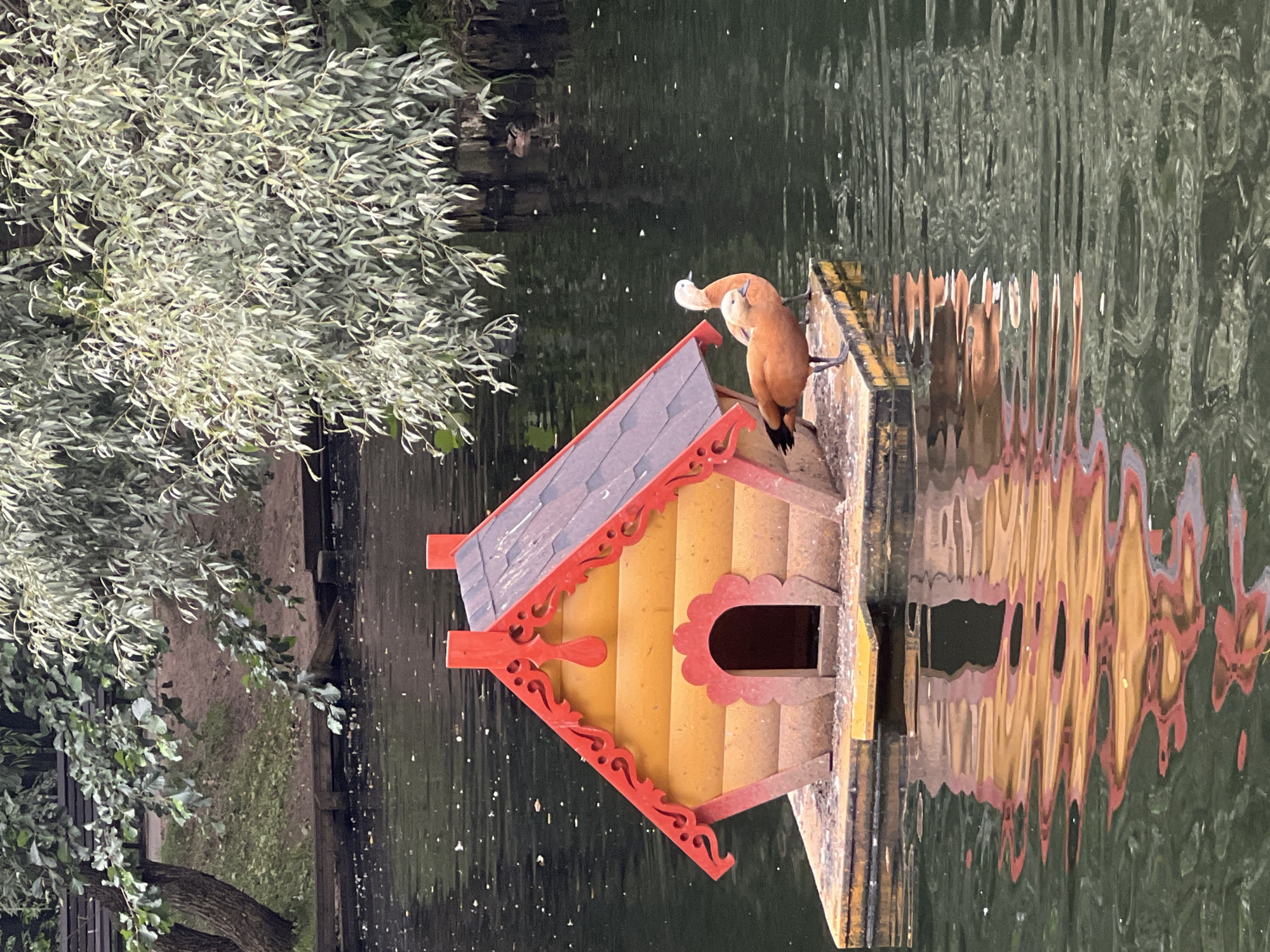 This is a medium shot, eye-level photograph of a decorative birdhouse floating on dark water. The birdhouse is brightly colored, with a yellow body and a red, gabled roof that is intricately carved. Two ruddy shelducks, with orange-brown plumage and white heads, stand on the edge of the platform supporting the birdhouse. Their reflections are visible in the rippling water. In the background, trees with pale green leaves hang over the water, and a small section of a wooden bench is visible on the left bank. The overall scene suggests a park or garden setting, likely in Moscow, Russia, given the presence of ornamental birdhouses and the commonality of parks with ponds. The lighting is overcast, contributing to the muted tones of the environment. There are no people visible in the image.