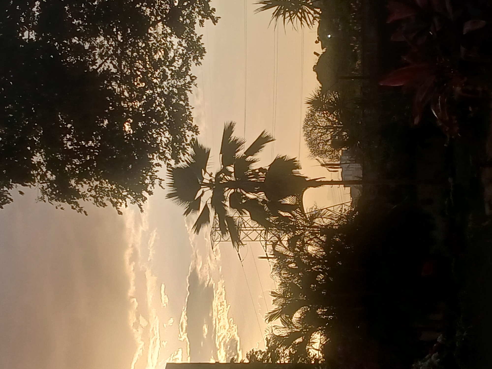The image depicts a landscape in Ciudad Guayana, Venezuela, at dawn or dusk, judging by the golden sky. Silhouetted trees dominate the foreground, framing the scene. A palm tree stands prominently in the center, its leaves radiating outwards. Power lines and a transmission tower are partially visible behind the palm tree. Other trees and vegetation are present in varying degrees of darkness, creating a sense of depth. The overall impression is one of a tranquil, natural setting within the urban environment.