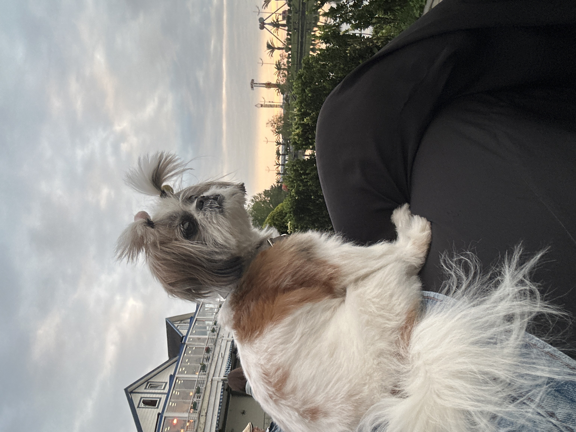 A Shih Tzu dog sits on the lap of an individual wearing blue jeans and a black top. The dog is white and brown with its hair pulled back into two small pigtails. A building with white and blue trim, illuminated by string lights, is visible in the background. In the distance, the Batumi Ferris Wheel and other amusement park structures can be seen, suggesting the location is Batumi, Georgia. The sky is cloudy and light.
