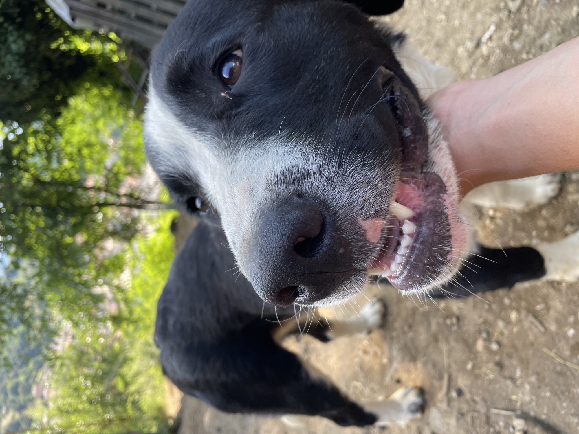 A black and white dog is positioned in the foreground, its snout very close to the camera. The dog's mouth is slightly open, revealing its teeth and gums. A human hand is visible under the dog's chin, appearing to be petting it. In the background, the dog's body is visible, along with a blurry outdoor environment characterized by dirt ground and greenery, including trees. The scene suggests an outdoor setting, potentially in a rural or semi-rural area. The image appears to be taken in Zlatograd, Bulgaria, an area known for its natural landscapes and traditional architecture.