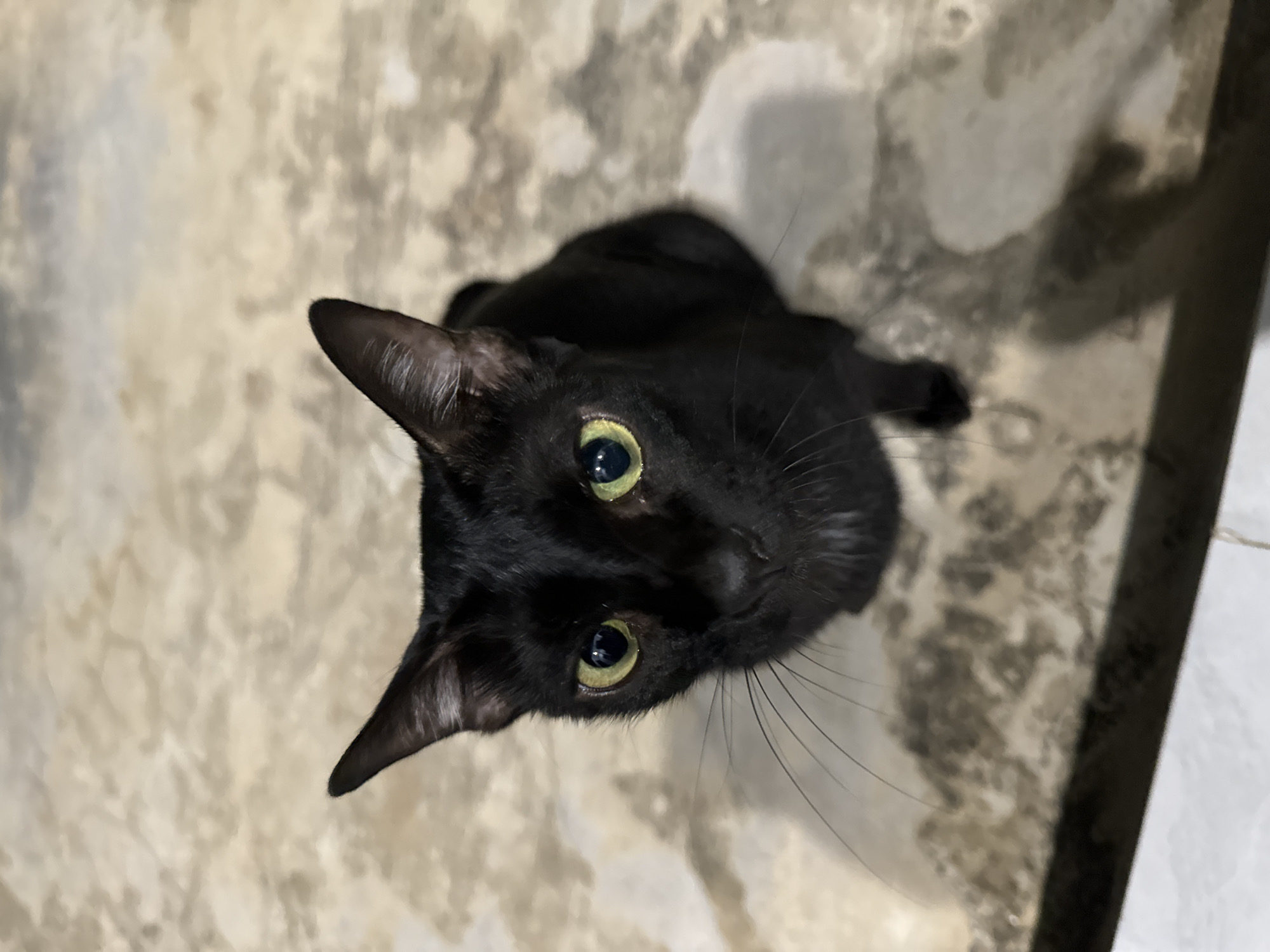 A black cat is captured from a high-angle perspective, looking directly upwards towards the viewer. The cat is the central subject, positioned on a light-colored, textured surface that appears to be a concrete or tiled floor with mottled grey and beige patterns. Its fur is uniformly black and appears sleek.
The most striking features of the cat are its large, luminous green-yellow eyes, which are wide open with slightly dilated pupils, conveying a sense of curiosity and attentiveness. Its pointed ears are erect, indicating alertness. Delicate whiskers fan out from its snout. The lighting is somewhat dim but effectively highlights the cat's features and the reflective quality of its eyes.
The background is an extension of the same light, textured ground, suggesting an indoor or sheltered outdoor environment. A dark, vertical element, possibly a wall or furniture, is visible along the right edge of the frame. There are no other discernible objects or specific location cues within the image itself, though the context provided places this scene in Mũi Né, Vietnam. No text is visible. The overall impression is a focused, intimate portrait of a curious feline.