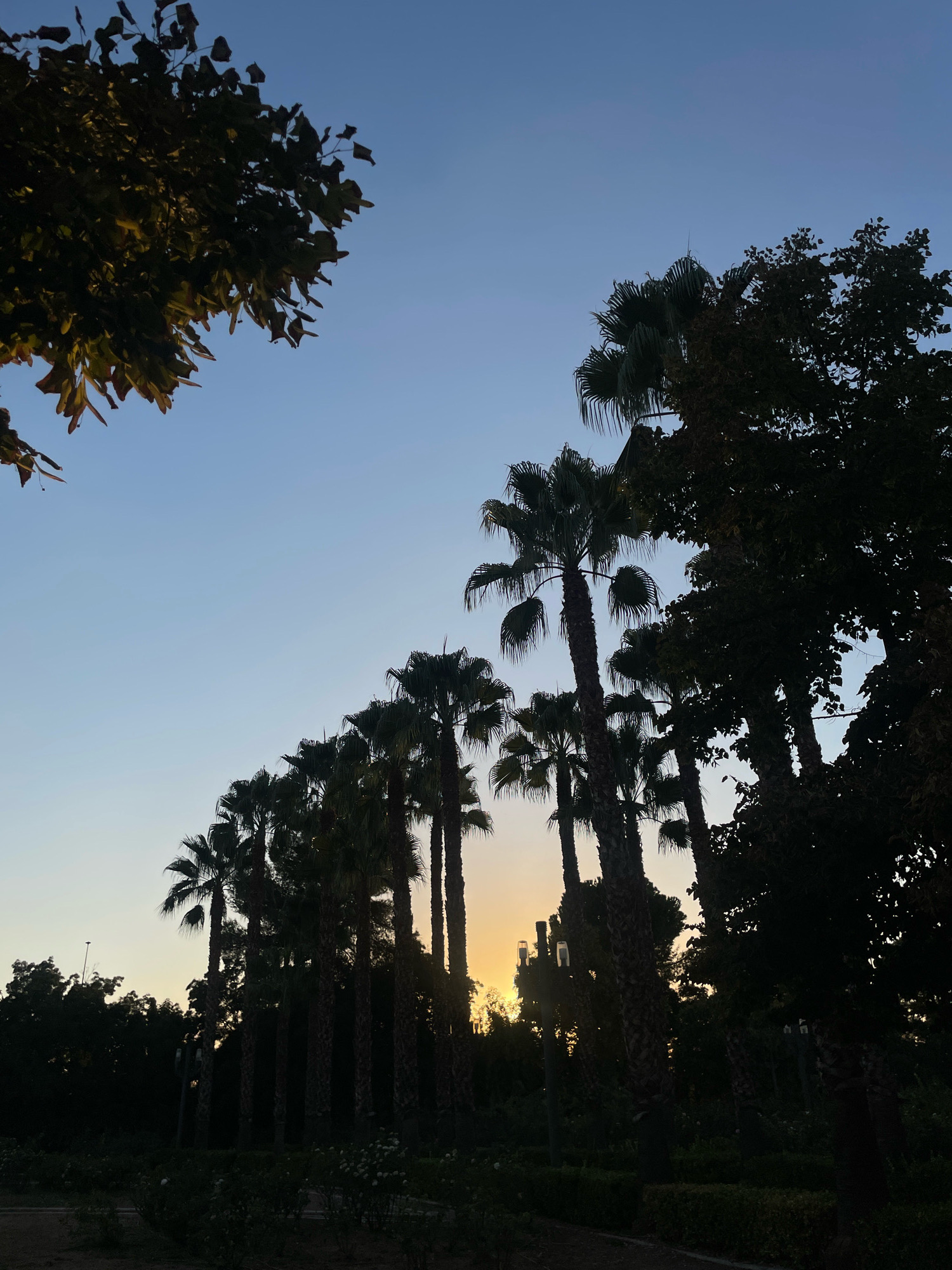 A row of silhouetted palm trees stretches diagonally across the frame, from the lower left to the upper right. The setting sun, partially obscured by the trees, casts a warm glow, with rays of light filtering through the fronds. The sky transitions from a pale yellow at the horizon to a clear blue at the top of the image. In the foreground, dark green foliage and the faint outlines of what appear to be bushes and a pathway suggest a park or garden setting. A single tree with dark leaves is visible in the upper left corner, its branches reaching into the blue sky. The overall mood is serene and peaceful, characteristic of a sunset in a temperate climate.
