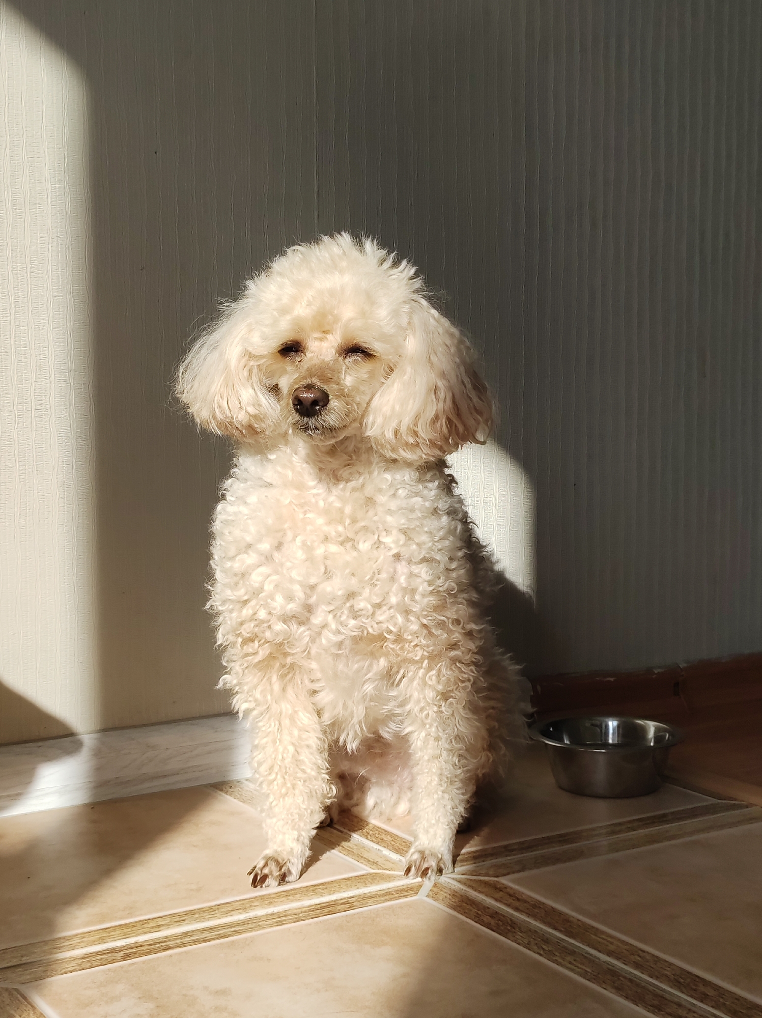 A light-beige, poodle-type dog sits on a tiled floor next to a metal food bowl. The dog is positioned in front of a white wall with a vertical shadow cast by the sunlight from the right. The location is a residential area in the city of Chaikovsky, Russia.