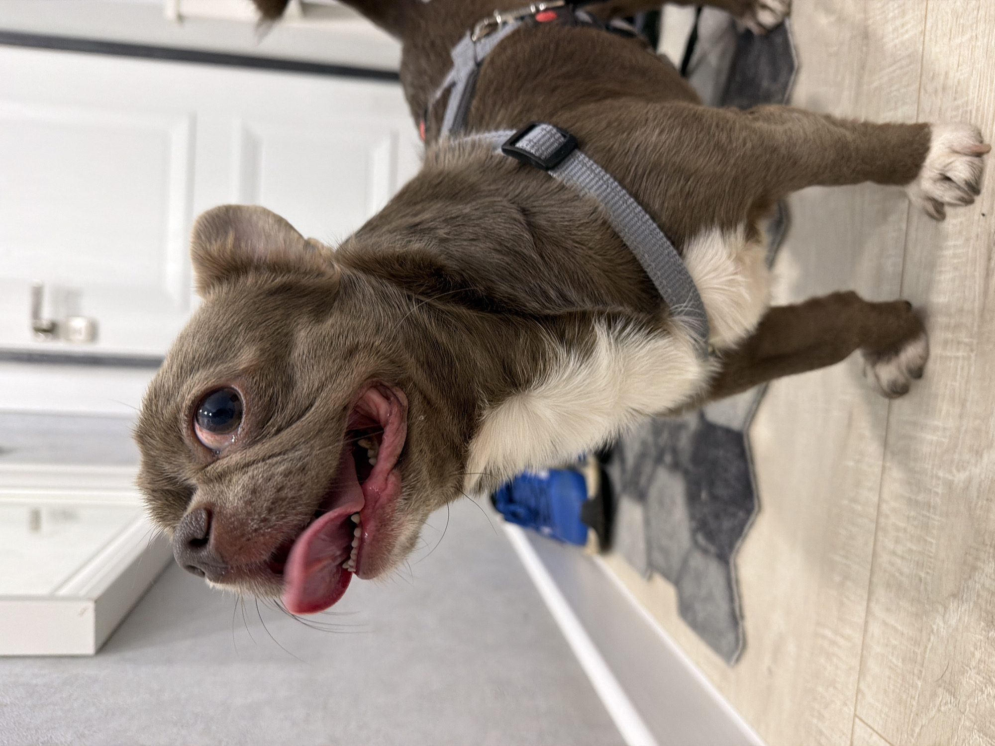 A brown and white short-haired dog with its tongue hanging out is indoors, wearing a gray harness. The location is indoors, evident by the white door, light-colored flooring, and a hexagonal patterned rug. No indication suggests this location is specifically in Votkinsk, Russia.