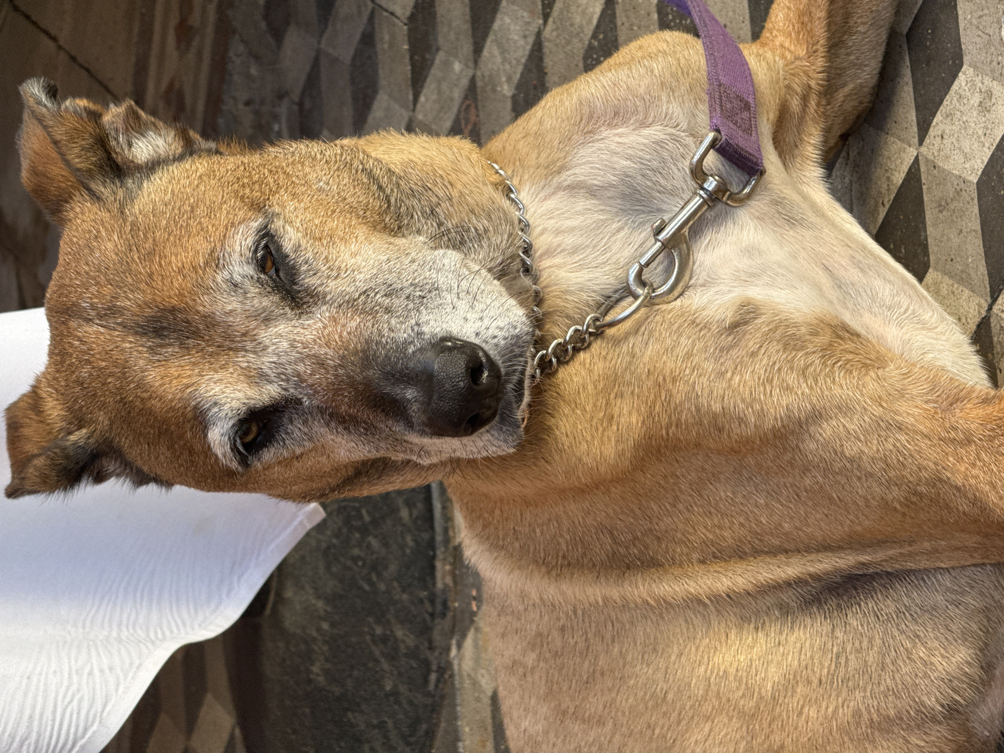 A close-up, medium-shot photograph features a medium-sized, light-brown dog lying on a patterned sidewalk. The dog has a grey muzzle, half-closed eyes, and a chain collar with a silver clasp attached to a purple leash. A small portion of a white cloth is visible near the dog's head. The sidewalk is made of gray and black tiles arranged in an optical illusion pattern. The location is presumed to be Tel Aviv, Israel.