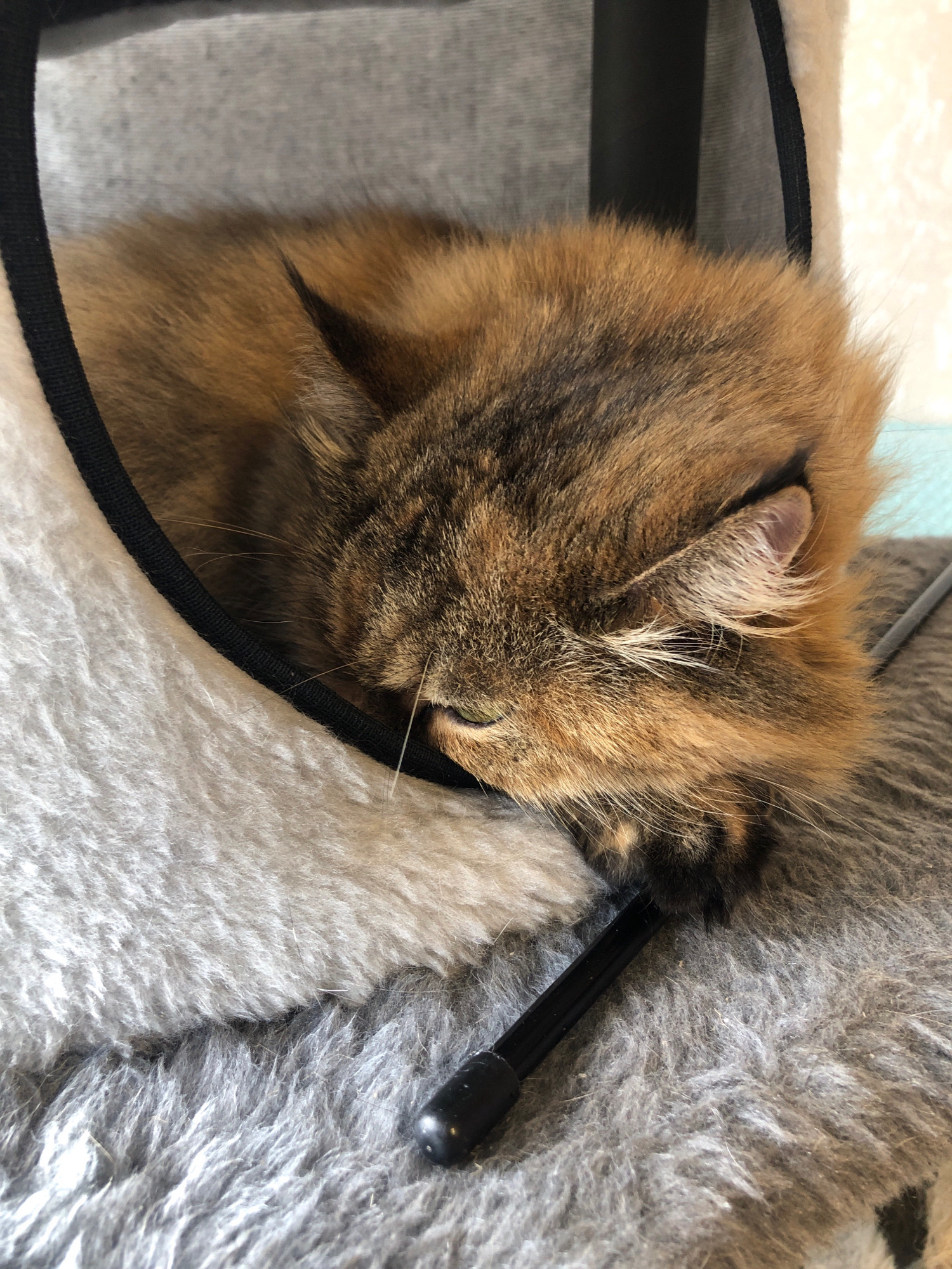 A close-up, indoor, eye-level shot shows a long-haired tabby cat sleeping curled up in a fuzzy, grey cat bed. The cat's head is tucked into its body, with its face mostly obscured by fur. Its visible eye is partially closed and green. A black band encircles the opening of the cat bed. A black object, possibly part of a toy or a scratching post, is visible near the cat's head. The background consists of soft, grey, and white textured surfaces. The overall impression is one of comfort and repose. This image was taken in Vsevolozhsk, Russia.