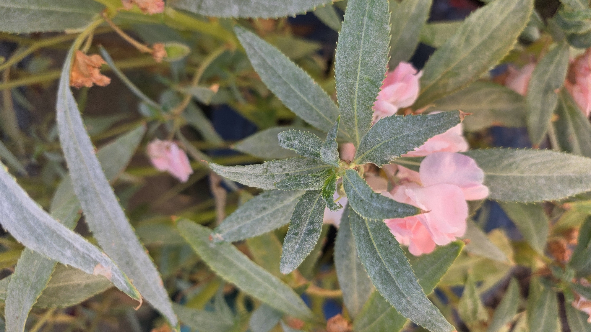 The image is a close-up, eye-level shot of a flowering plant with green, serrated leaves and pale pink blossoms. The plant appears to be outdoors, with a blurred background suggesting other foliage and possibly a dark surface, like soil or fabric. There are no people, animals, or discernible man-made structures visible. The lighting is natural and appears to be diffused. The scene is located in Tokmok City, Kyrgyzstan.