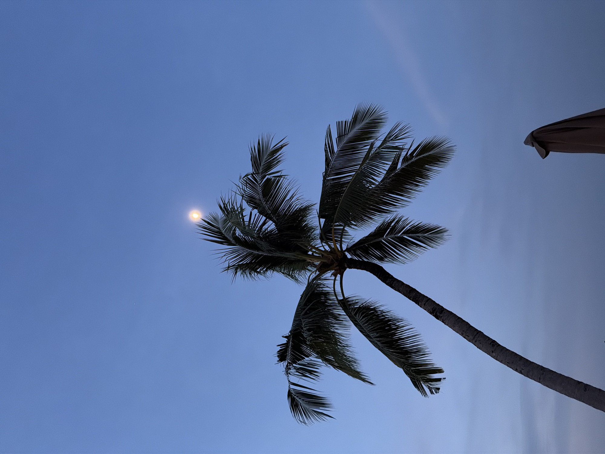 The image displays an outdoor scene in Nusa Dua, Indonesia, captured during twilight or early evening. A prominent palm tree, identifiable by its slender, curving trunk and characteristic fronds, is silhouetted against a predominantly clear, deep blue sky. The trunk originates from the lower-left frame and extends diagonally upwards towards the upper-right. Its dark fronds spread across the upper-left and central portions of the frame. Directly above the palm fronds, slightly to the right of the tree's apex, a bright, luminous full or near-full moon is visible. A faint, minute white dot, possibly a star or distant planet, is also discernible further right in the upper sky. In the lower-right corner, a large, dark brown or grey beach umbrella is present, folded and closed. The overall environment suggests a tropical setting. No individuals or specific actions are depicted.