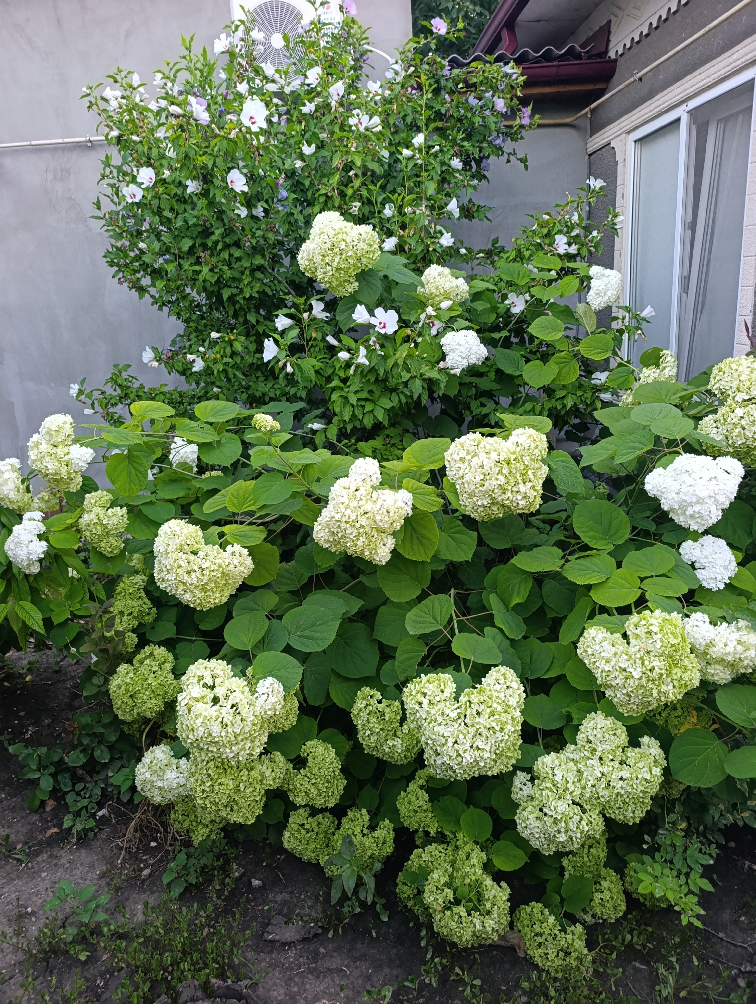 The media file depicts a lush garden scene with abundant white and light green hydrangea blooms. In the background, a shrub with smaller white and purple hibiscus flowers is visible, as well as an outdoor air conditioning unit attached to a grey building wall. A portion of a white-trimmed window and a dark red roof overhang are also present on the right side of the frame. The hydrangeas are in various stages of bloom, with some clusters being round and full, while others are looser and more delicate. The leaves of the hydrangea bushes are a vibrant green, creating a dense and verdant backdrop for the flowers. The ground in the foreground is covered with dark soil, small weeds, and some dry leaves, suggesting an outdoor setting, likely a backyard or garden area. The lighting indicates it is daytime, with no strong shadows, suggesting perhaps an overcast day or morning/late afternoon light. The overall impression is one of natural beauty and abundant growth. The location context provided is Țînțăreni, Moldova. No text is visible in the image.