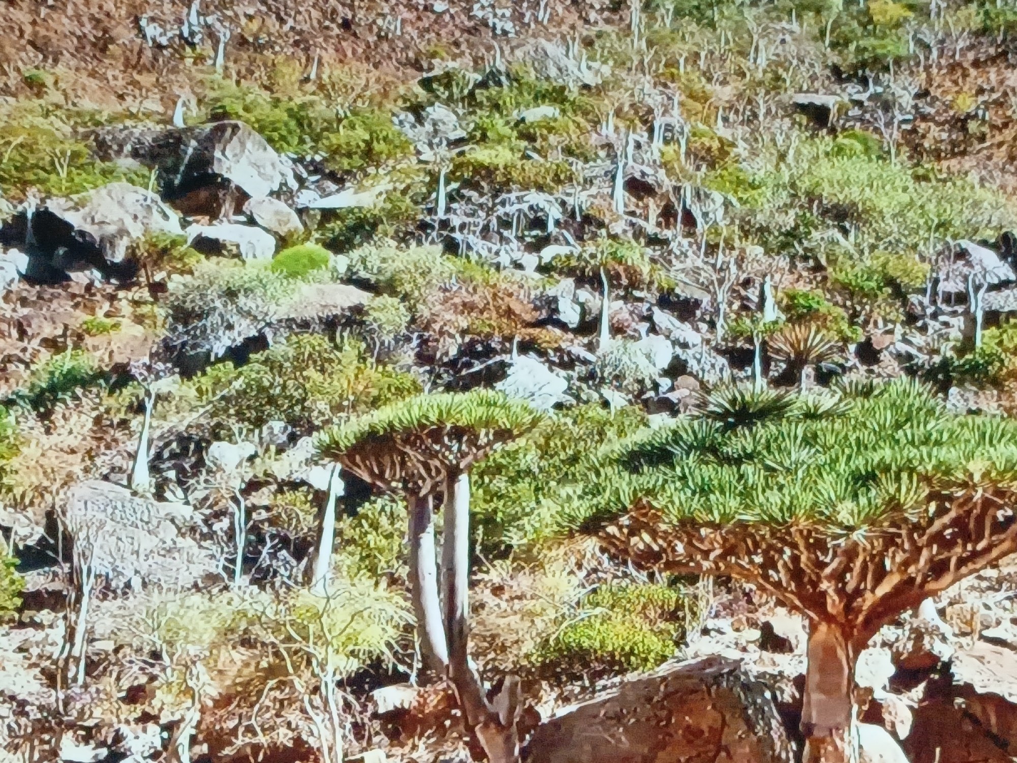 The image shows a rocky hillside with sparse vegetation. There are several Dragon Blood trees (Dracaena cinnabari) visible, characterized by their umbrella-shaped crowns of green foliage. The trees are interspersed among other shrubs and plants. The ground is covered with rocks and reddish-brown soil. The scene appears to be a dry, arid landscape. The location is not specified as Juan Griego, Venezuela, but based on the presence of Dragon Blood trees, which are endemic to Socotra, Yemen, the scene is likely somewhere that the species can be found.
