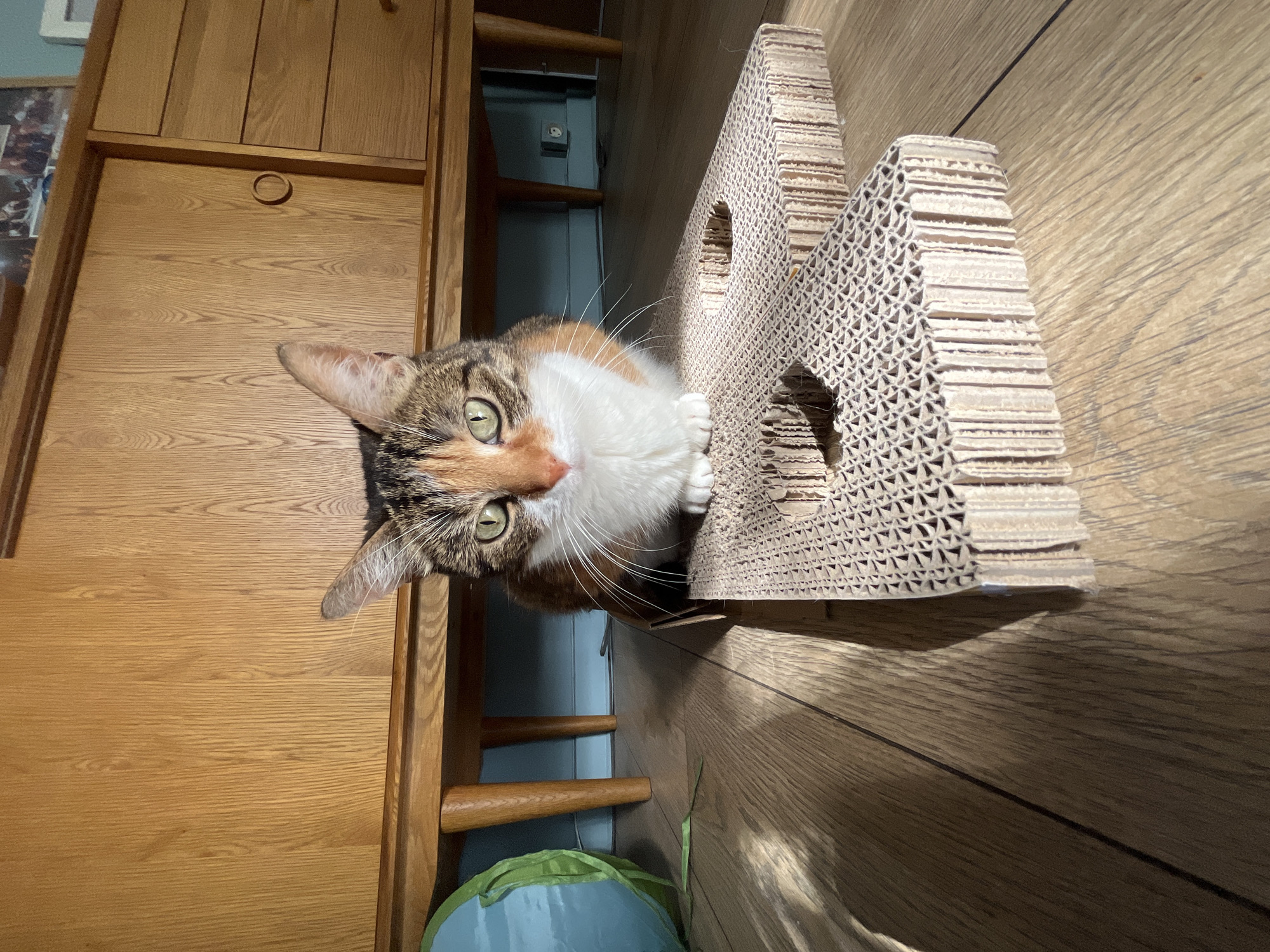 A calico cat with green eyes looks up at the camera from a wooden floor. The cat is partially obscured by a cardboard scratching post that is shaped like a house with triangular cutouts. The scratching post is on the right side of the frame, and the cat is positioned to the left of it. The cat has white fur on its chest and face, with patches of brown, black, and orange on its back and head. Its whiskers are long and white. The cat's front paws are resting on the scratching post.
To the left of the cat is a wooden cabinet or dresser with vertical paneling. The cabinet is a warm, light brown color. The scene appears to be indoors, with the lighting suggesting it is daytime. The wooden floor has visible grain patterns. A green object, possibly a toy or a bag, is visible at the bottom left corner of the image, partially obscured by shadow. The overall impression is a casual, domestic setting, with the cat being the primary focus.