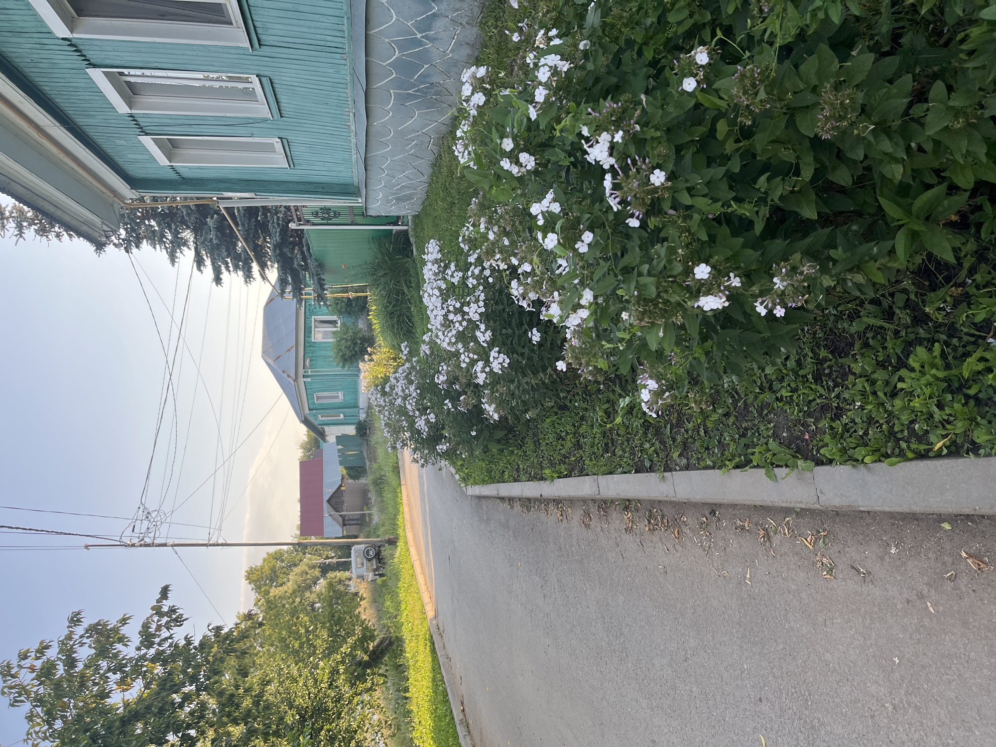 In Novye Turbasly, Russia, a quiet residential street is captured at golden hour. The asphalt road curves gently to the left, bordered by a concrete curb and a lush strip of greenery. White flowers, likely phlox, bloom profusely along the edge of the sidewalk, creating a vibrant contrast against the verdant foliage. To the right, a traditional wooden house painted in a striking turquoise hue stands prominently, its windows reflecting the soft light. The house's facade is adorned with decorative carved wooden elements. In the distance, other houses with metal roofs are visible, nestled among trees. A utility pole with a tangle of electrical wires stands on the left side of the road. A vintage off-road vehicle is parked on the grassy shoulder near a small wooden outbuilding. The clear sky is a pale blue, suggesting a serene late afternoon.