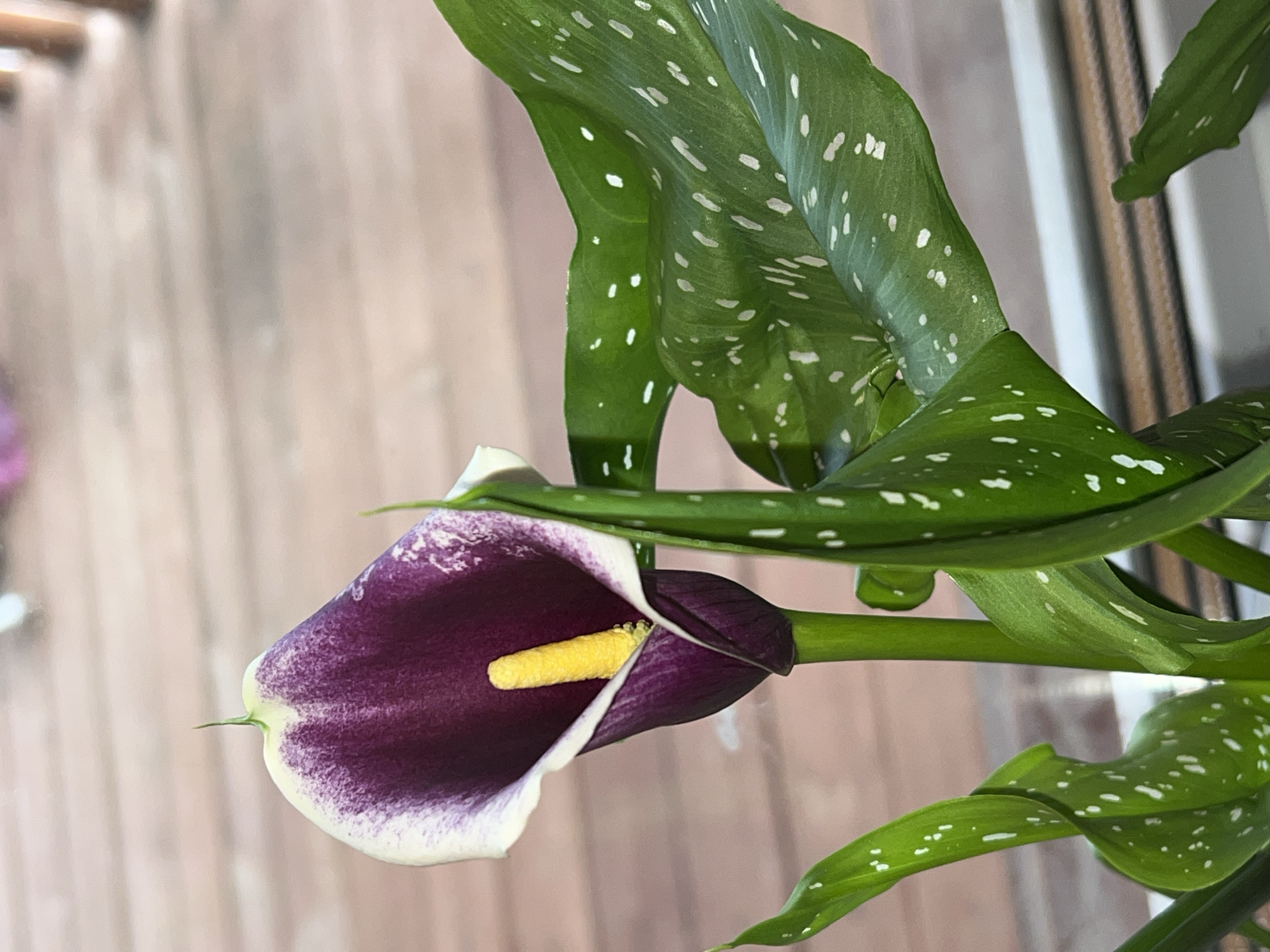 A close-up shot shows a dark purple calla lily with a yellow spadix, surrounded by large, green leaves with white spots. The background is blurry and appears to be an outdoor setting, possibly a patio or deck with wooden flooring. There are no people visible. The scene focuses on the flower and its foliage. There is no evidence to suggest the location is Protasy, Russia.