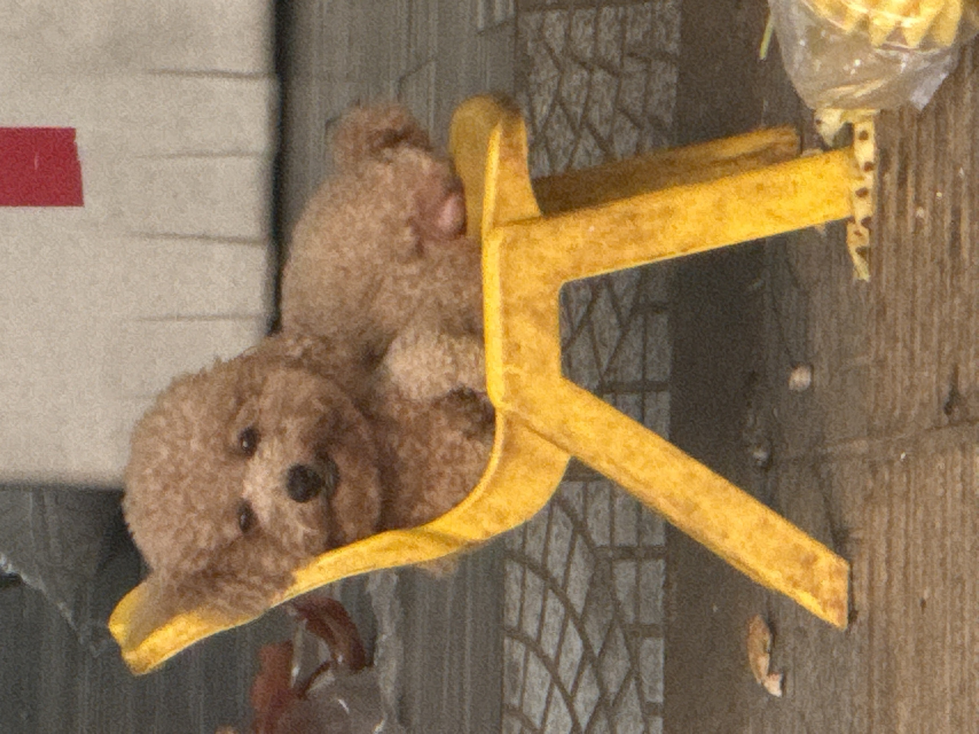 A tan, curly-haired teddy bear is nestled in a small, yellow plastic chair. The chair is lying on its side on a surface that appears to be concrete or stone. The bear's head is visible, with its eyes and nose facing the viewer. There is a white object with a red rectangle in the background to the left. Some sort of translucent bag with yellow contents is visible to the upper right. The surface the chair is resting on shows a tire tread pattern. The setting appears to be outdoors. There is no way to determine that it is in Đà Nẵng, Vietnam from just the image.